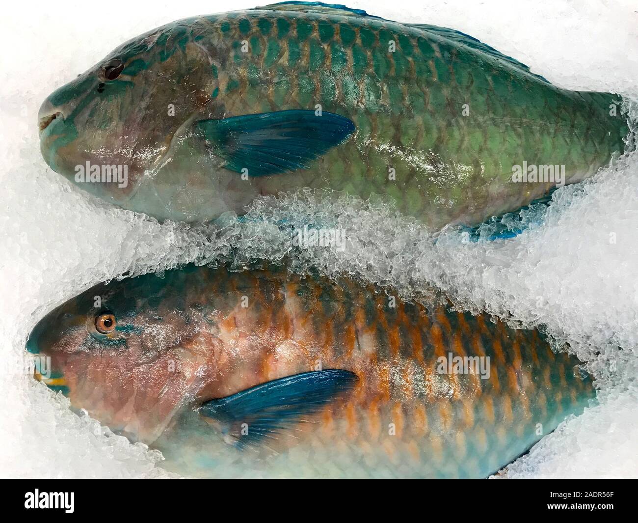 Le poisson frais sur l'affichage en restaurant dans les ports d'escale à San Pedro, CA. Le poisson peut être sélectionné et préparé sur commande des clients. Banque D'Images
