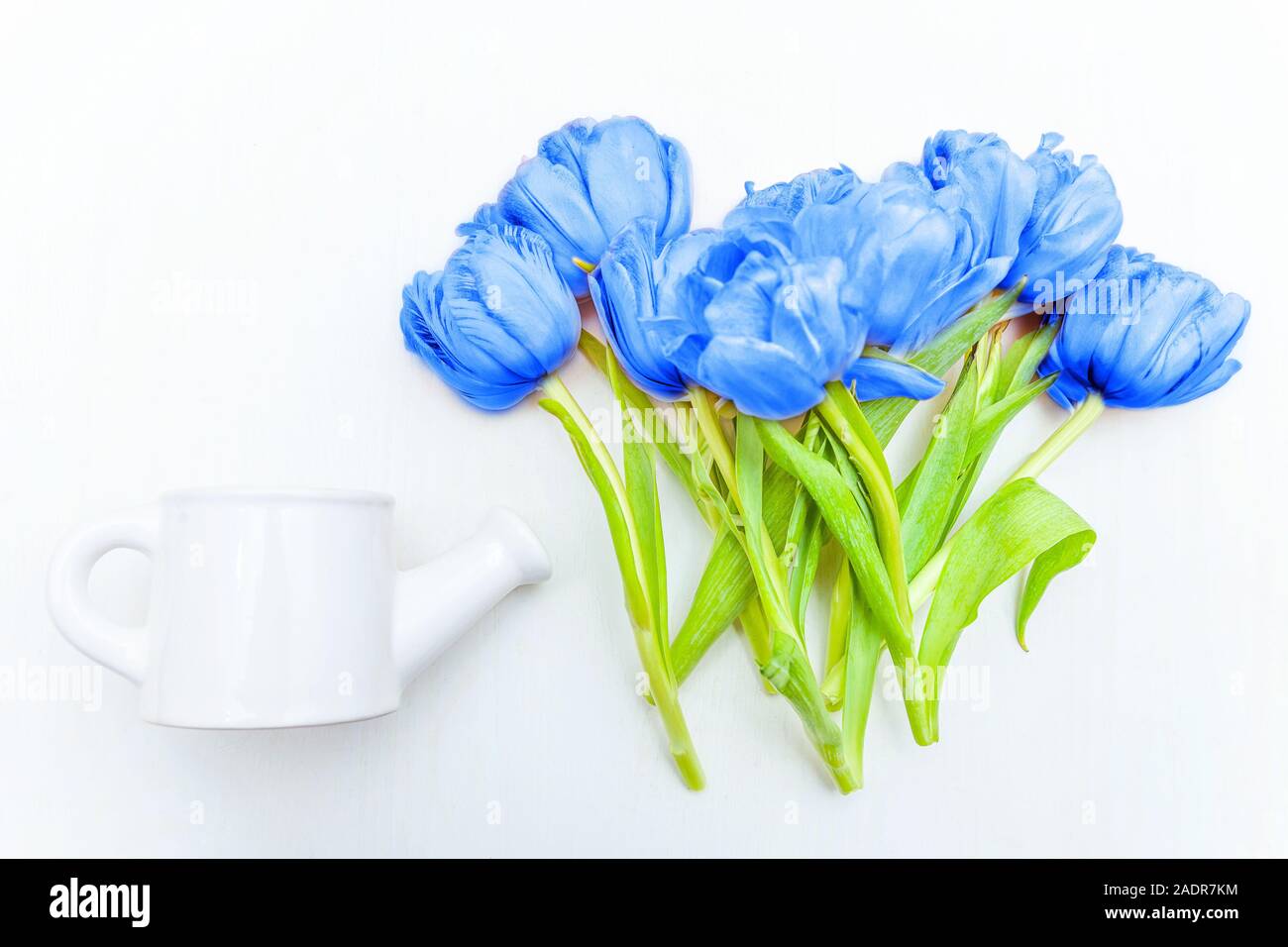 Bouquet de tulipes fleurs fraîches colorées de couleur très tendance de l'année 2020 classique bleu sur fond blanc. Couleur 19-4052 Macro lumineuse. Télévision jeter top voir c Banque D'Images