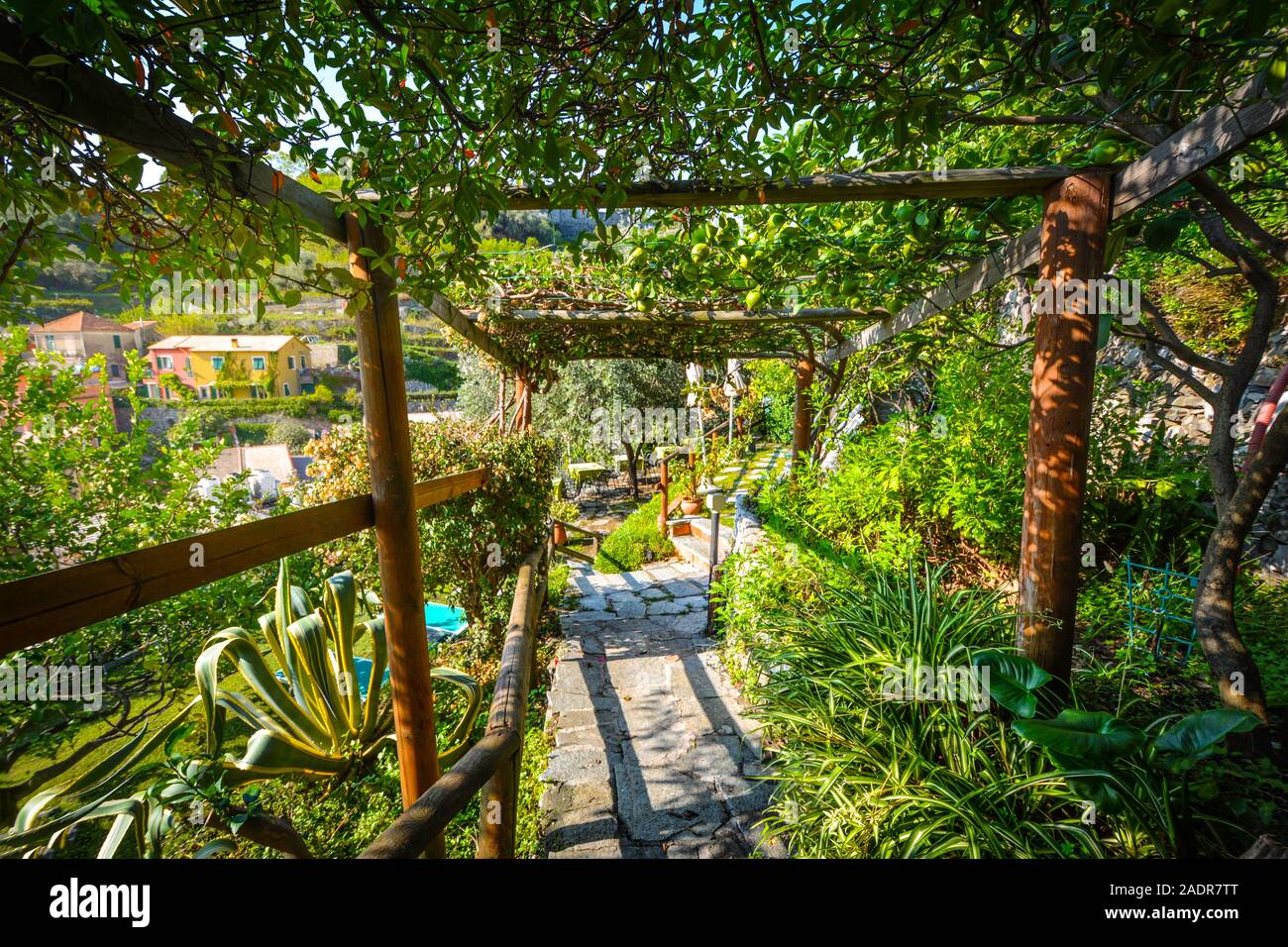 Un jardin luxuriant recouverts de vignes et de lierre dans une cour sur la colline de Monterosso al Mare, Cinque Terre sur la côte ligure de l'Italie Banque D'Images