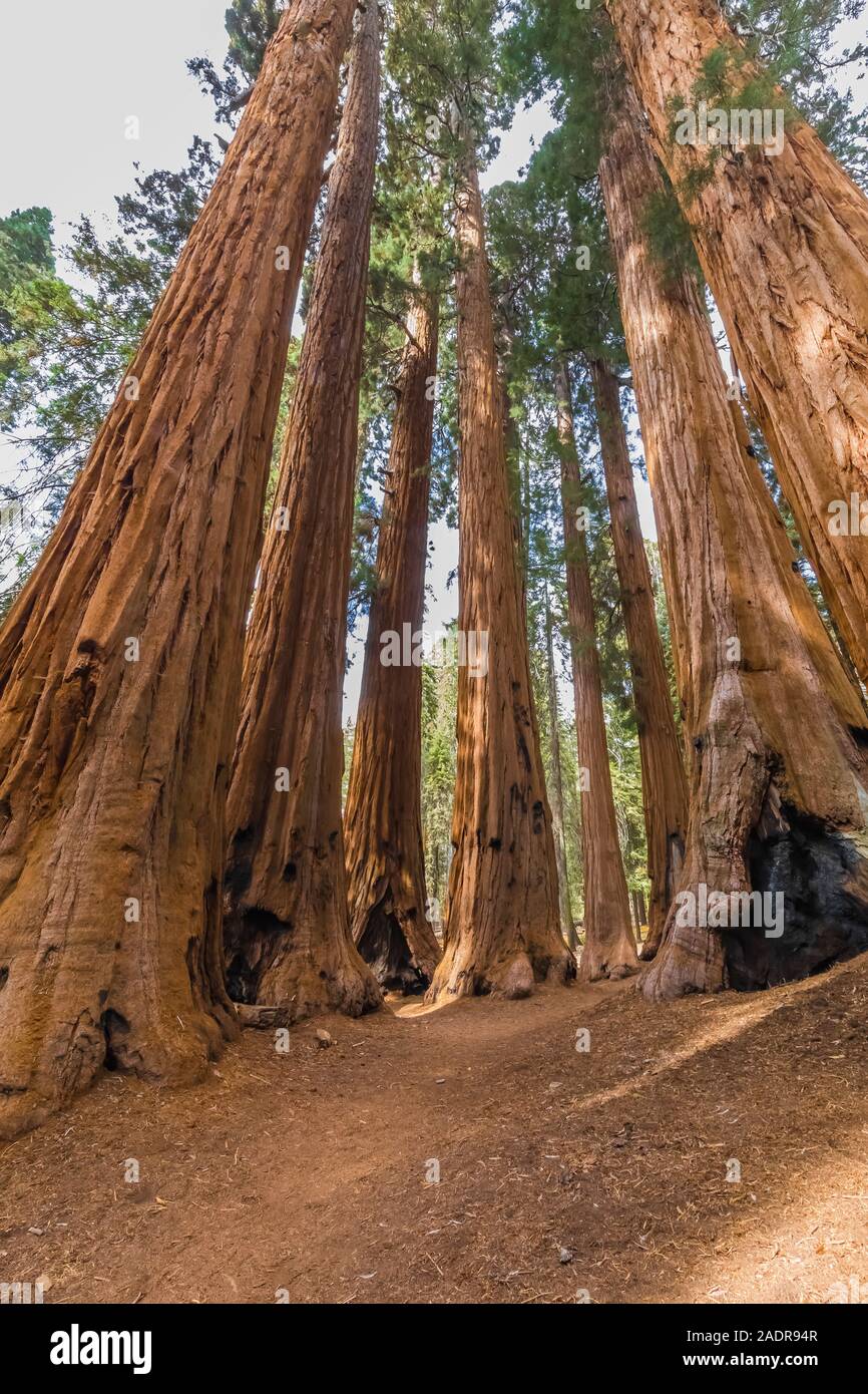 Le Séquoia géant, Sequoiadendron giganteum, arbres à Grove dans la région de Sherman Tree Sequoia National Park, Californie, USA Banque D'Images
