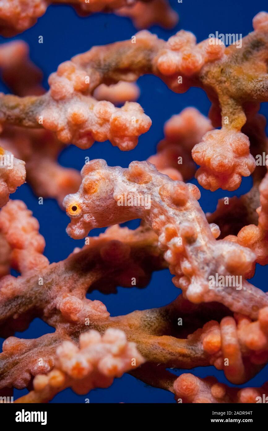 Hippocampe pygmée, ou de l'hippocampe, Bargibant Hippocampus bargibanti, Chichi-jima, Bonin Islands, les îles d'Ogasawara, Site du patrimoine mondial naturel, Tokyo, Ja Banque D'Images