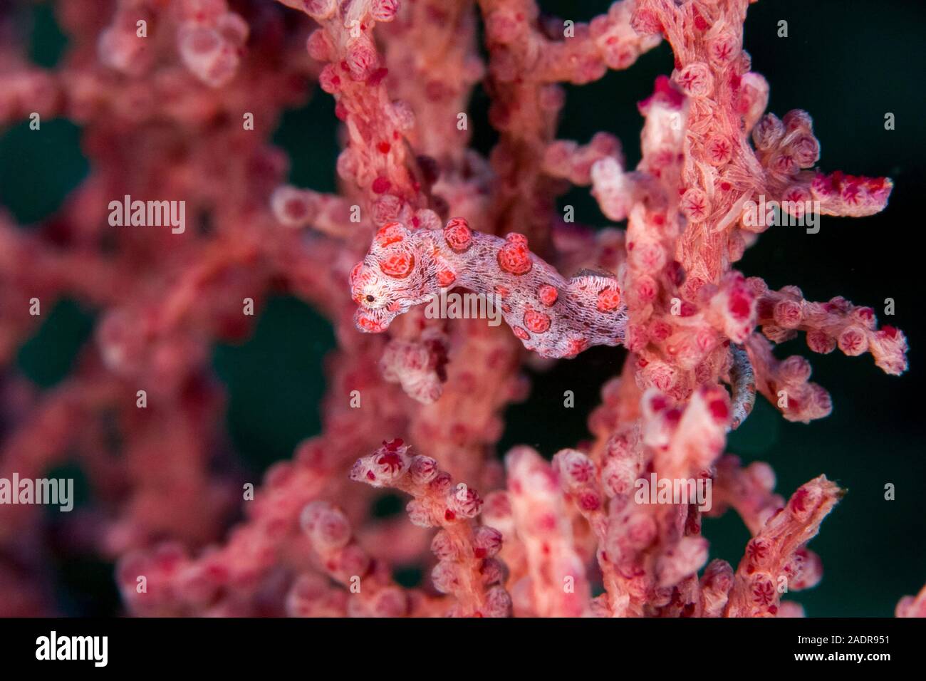 Hippocampe pygmée, ou de l'hippocampe, Bargibant Hippocampus bargibanti, Chichi-jima, Bonin Islands, les îles d'Ogasawara, Site du patrimoine mondial naturel, Tokyo, Ja Banque D'Images