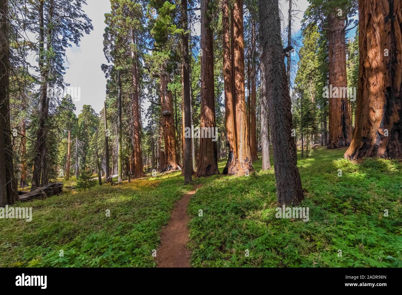 Le Séquoia géant, Sequoiadendron giganteum, arbres à Grove dans la région de Sherman Tree Sequoia National Park, Californie, USA Banque D'Images