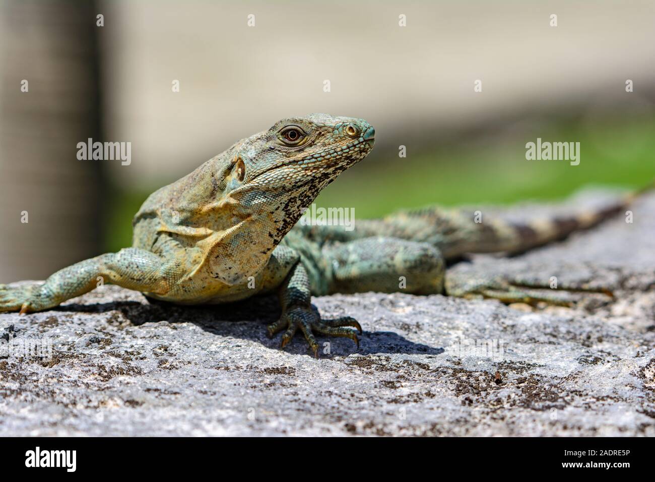 L'Iquana noir (Ctenosaura similis) femmes exposant au soleil sur un rocher Banque D'Images