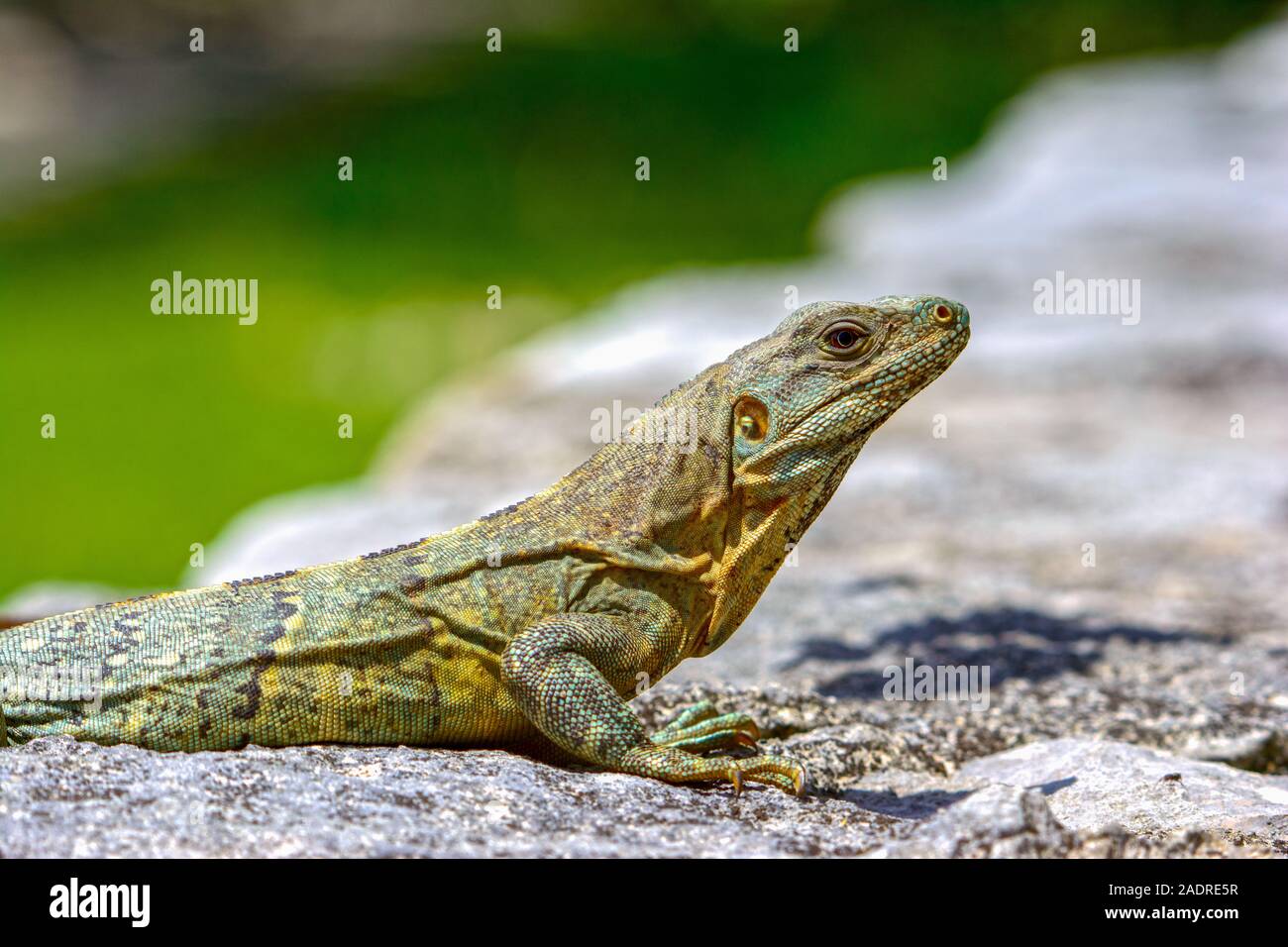 L'Iquana noir (Ctenosaura similis) femmes exposant au soleil sur un rocher Banque D'Images