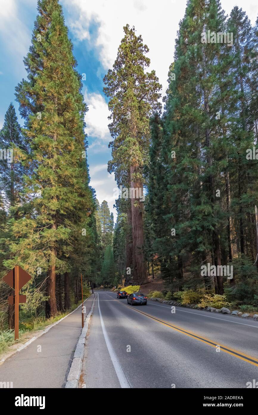 Les voitures qui circulent dans les séquoias géants sur les généraux Autoroute en Sequoia National Park, Californie, USA [pas de biens ; disponible pour l'editoria Banque D'Images