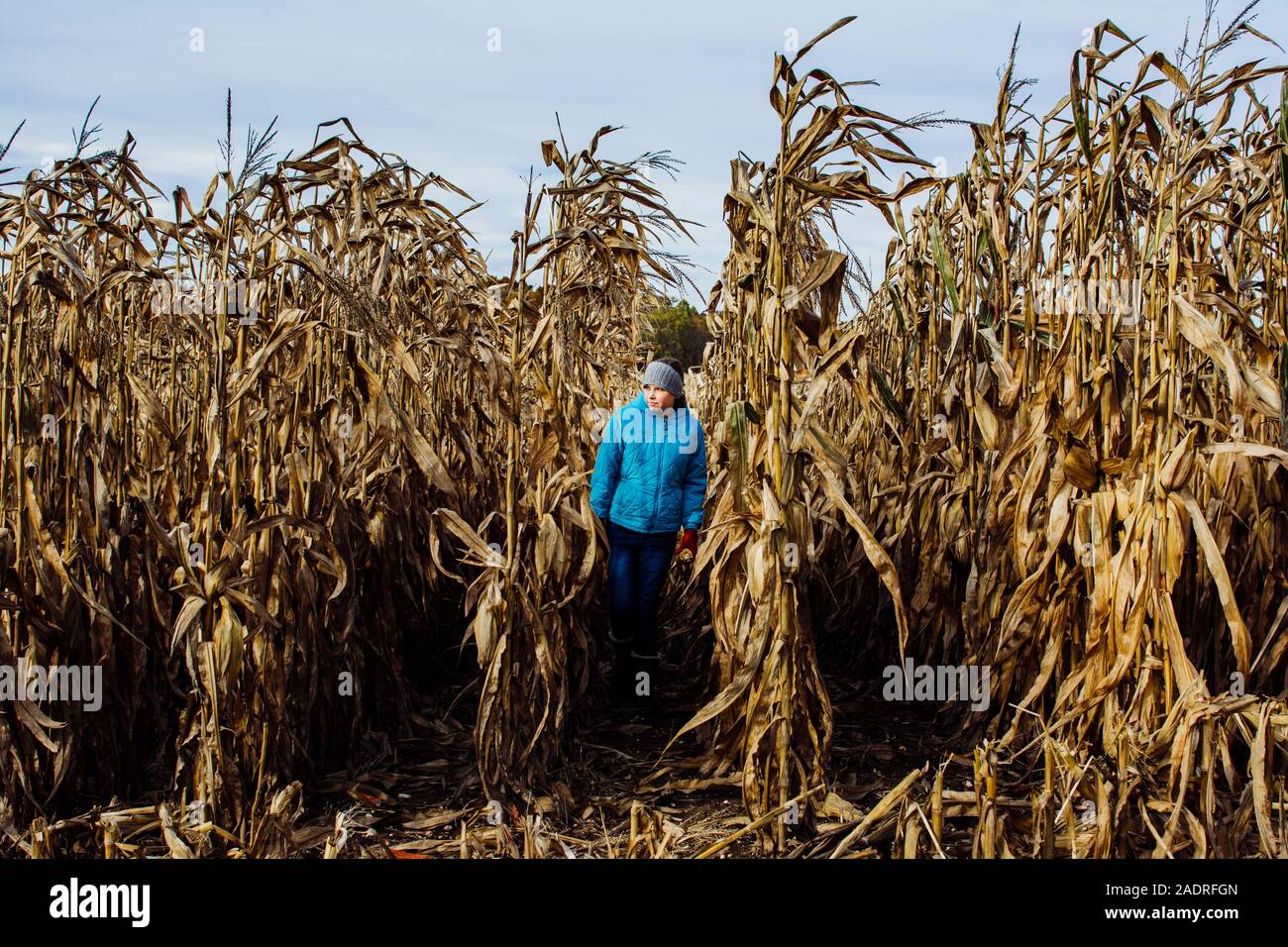 Fille qui marche dans le champ de maïs dans le sud du Michigan Banque D'Images