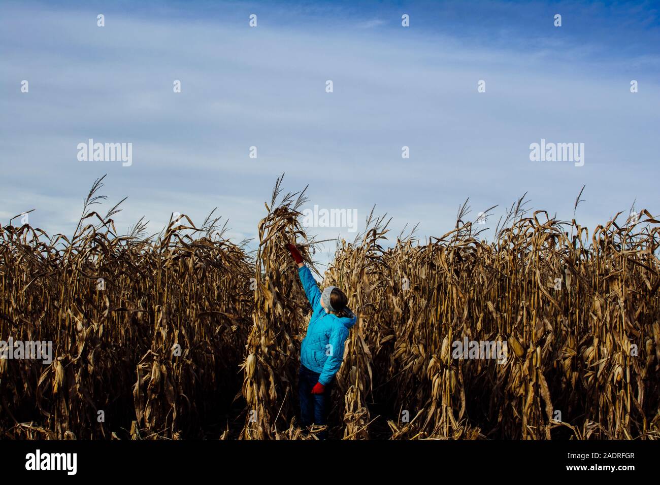 Vérification de la hauteur de la jeune fille dans un champ de maïs Banque D'Images