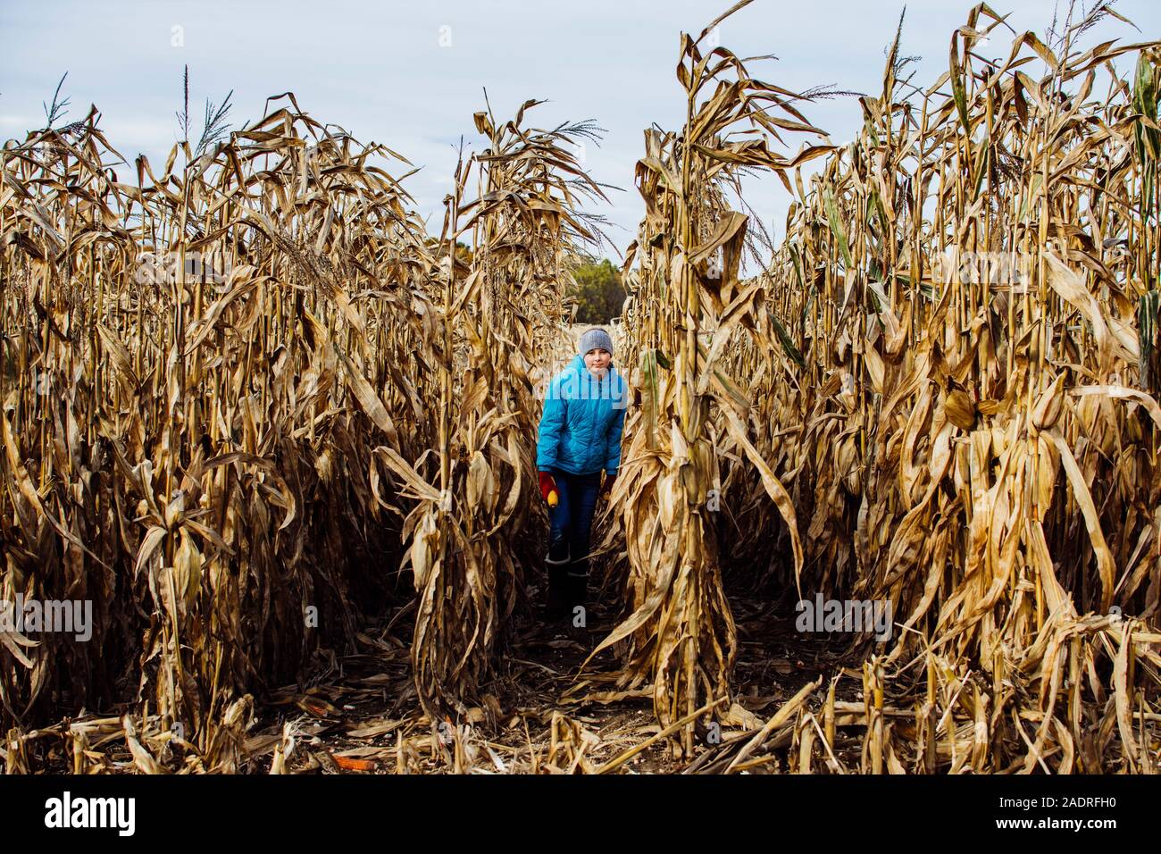 Fille qui marche rangées de maïs cultivé dans le sud du Michigan Banque D'Images