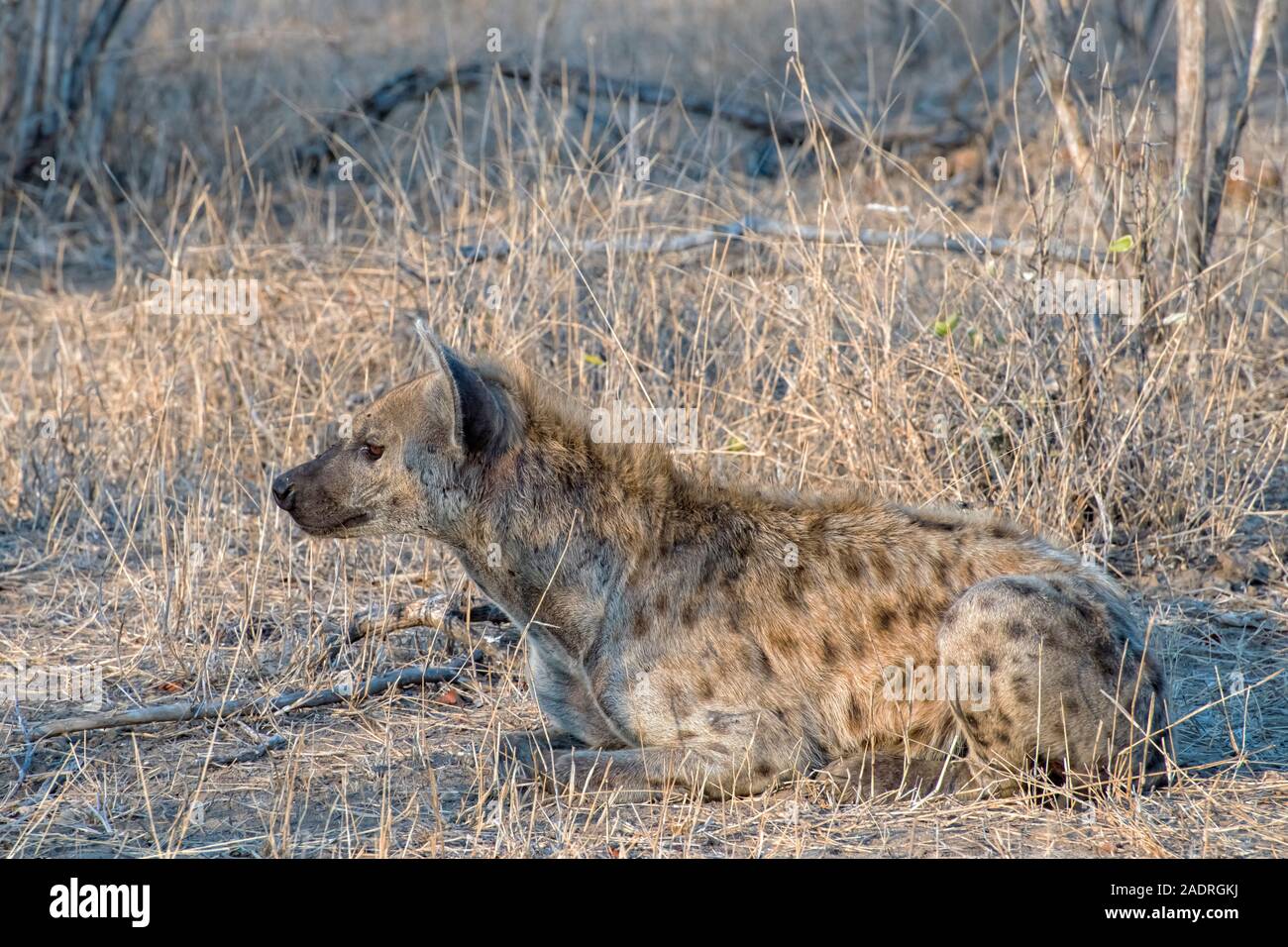 Une hyène isolé assis dans la savane africaine, Afrique du Sud Banque D'Images