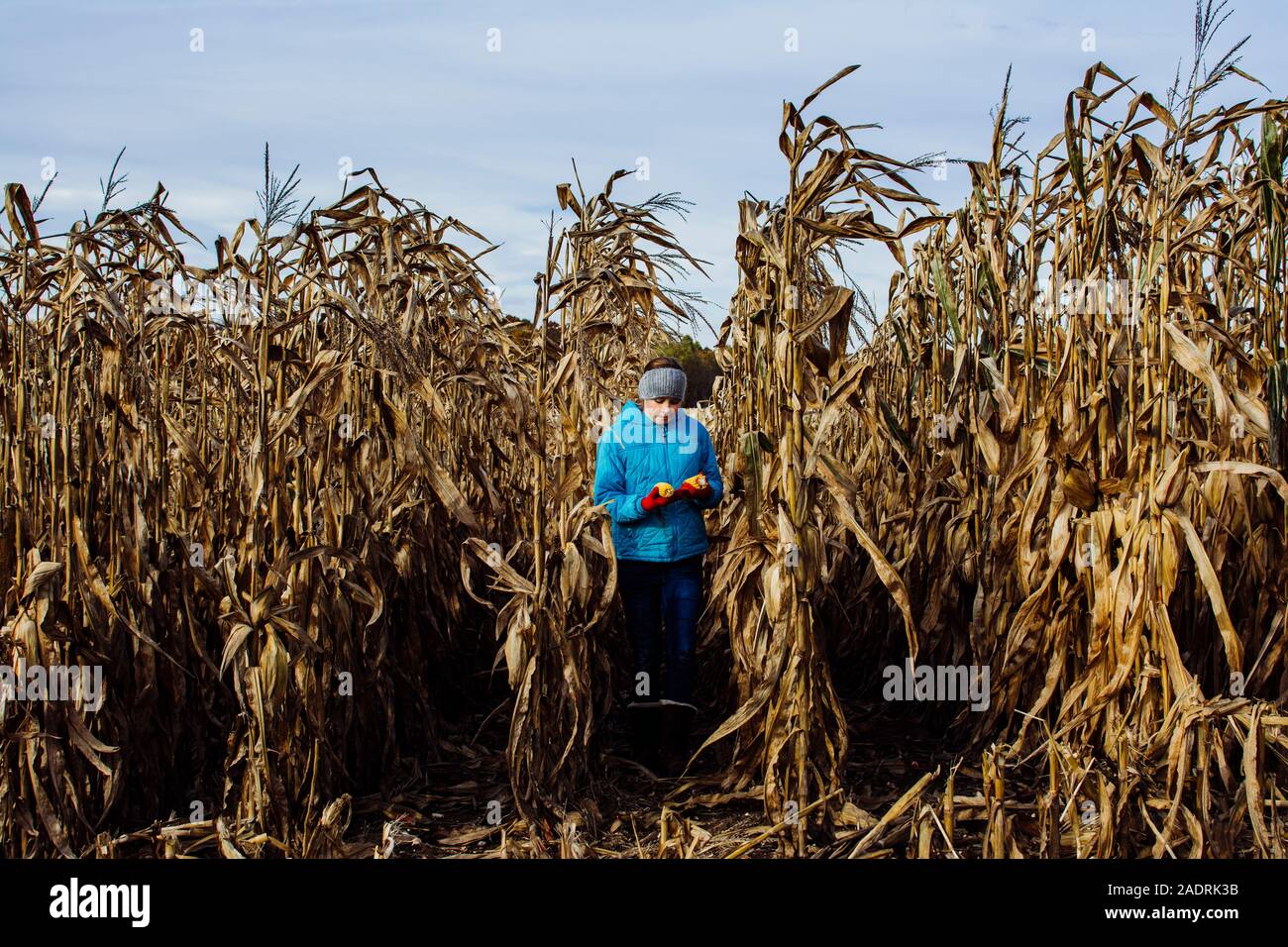 Teen Girl deux épis de maïs cultivé dans un champ moissonné Banque D'Images