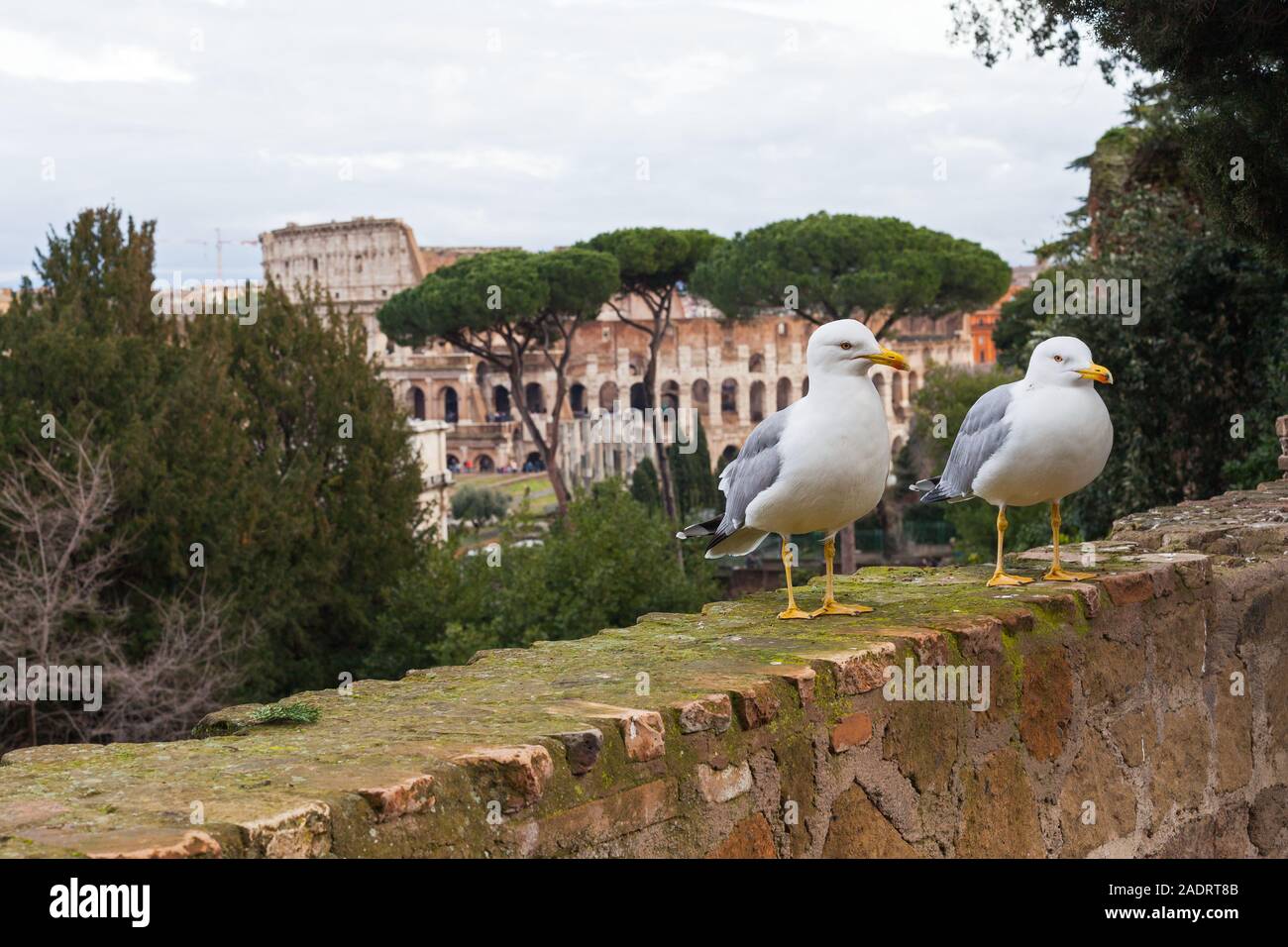Superbe photo d'une mouette blanche et beau panorama de la vieille ...