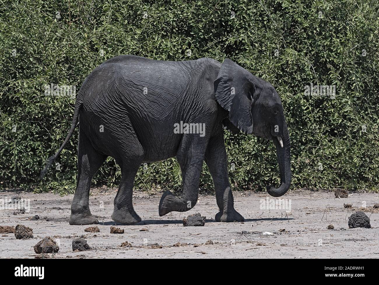 Grand éléphant africain dans le Parc National de Chobe au Botswana Banque D'Images