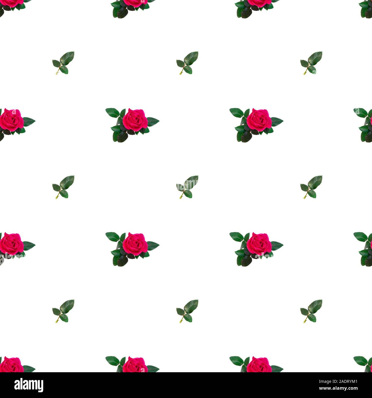 Transparente avec motif coloré et pétales de roses roses Banque D'Images