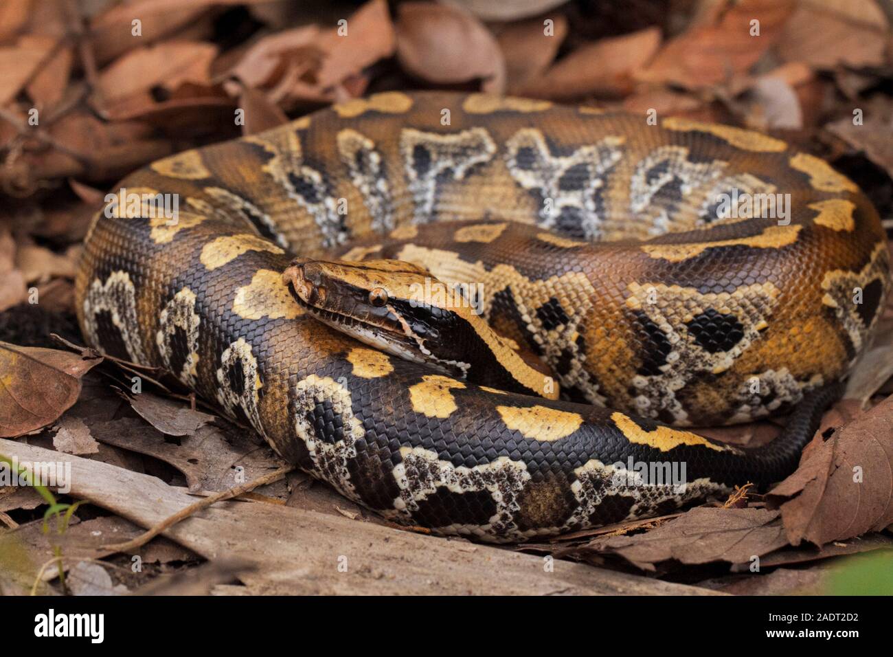 Le sang de Sumatra / Python Python brongersmai, communément appelé l'Brongersma, python à queue courte ou la queue courte rouge, un nonvenomous serpent python Banque D'Images