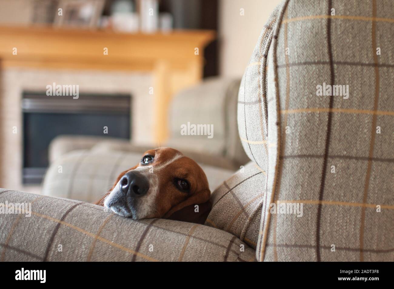 Basset Hound Dog relaxing in chair at home plaid grande Banque D'Images