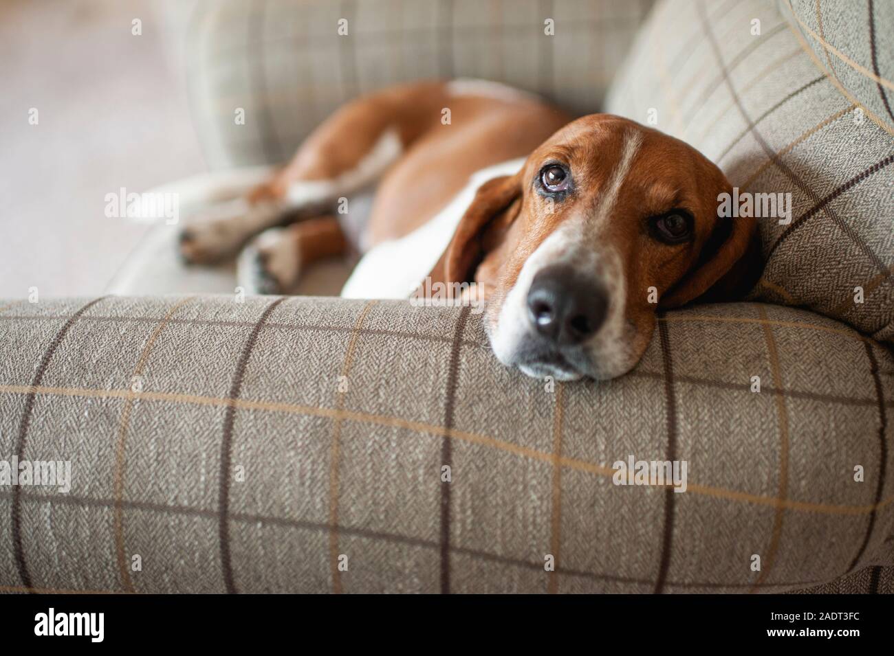 Basset Hound Dog relaxing in chair at home plaid grande Banque D'Images