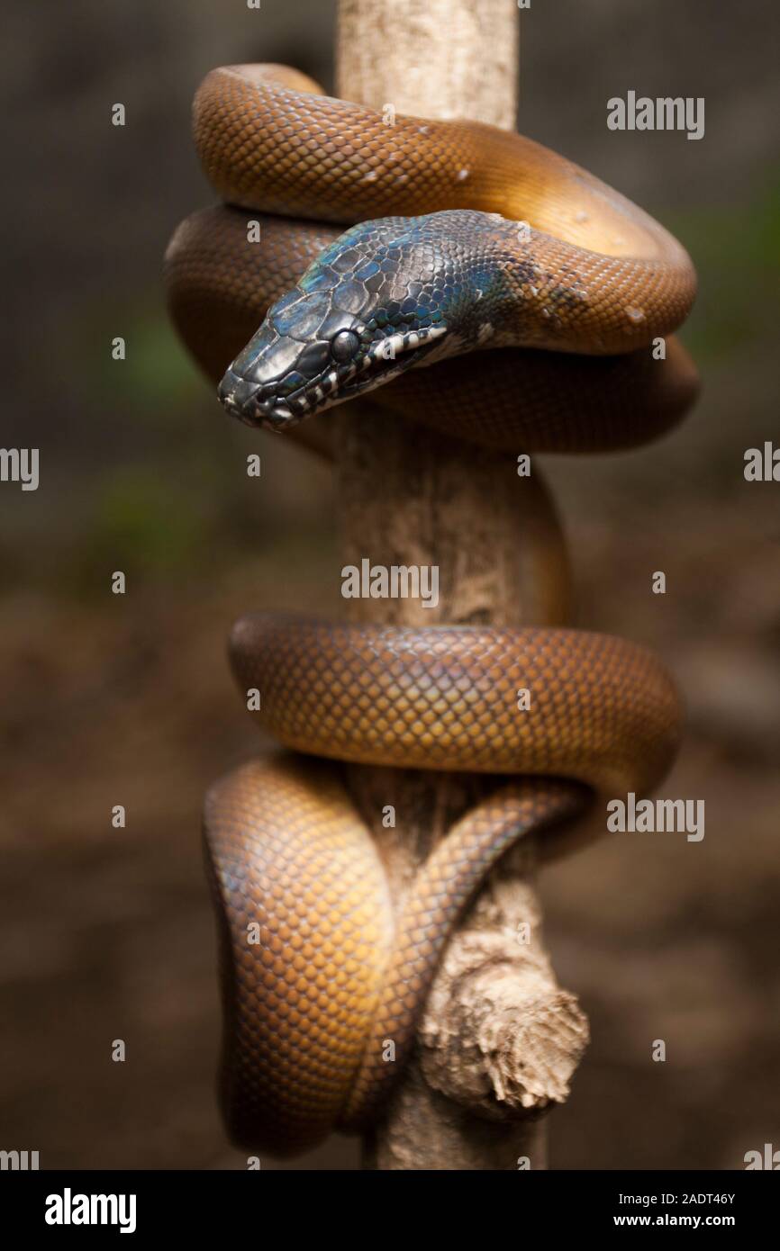 Lèvres blanches/Albertisi or python (Leiopython albertisi) enroulé autour d'une branche Banque D'Images