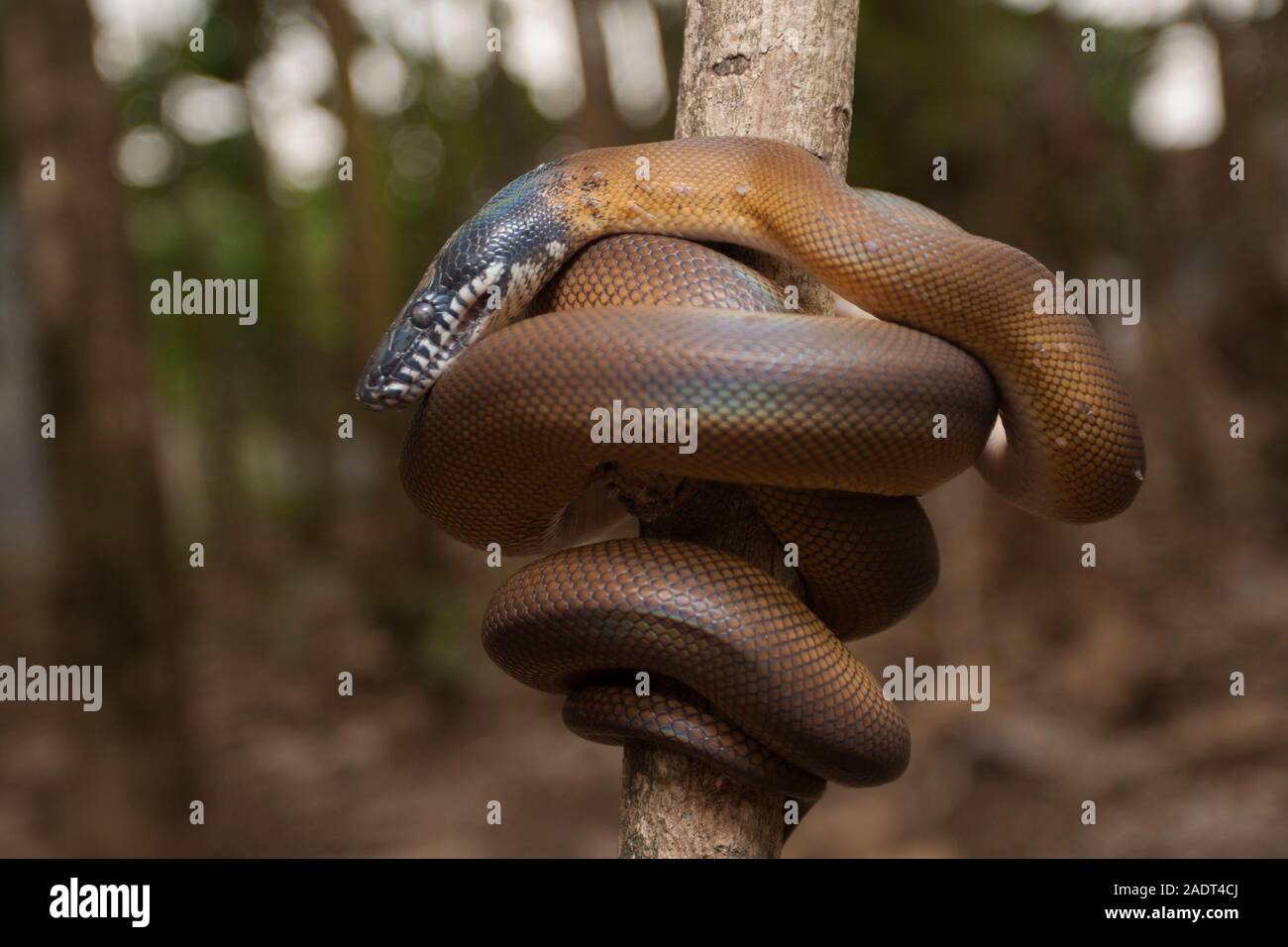 Lèvres blanches/Albertisi or python (Leiopython albertisi) enroulé autour d'une branche Banque D'Images
