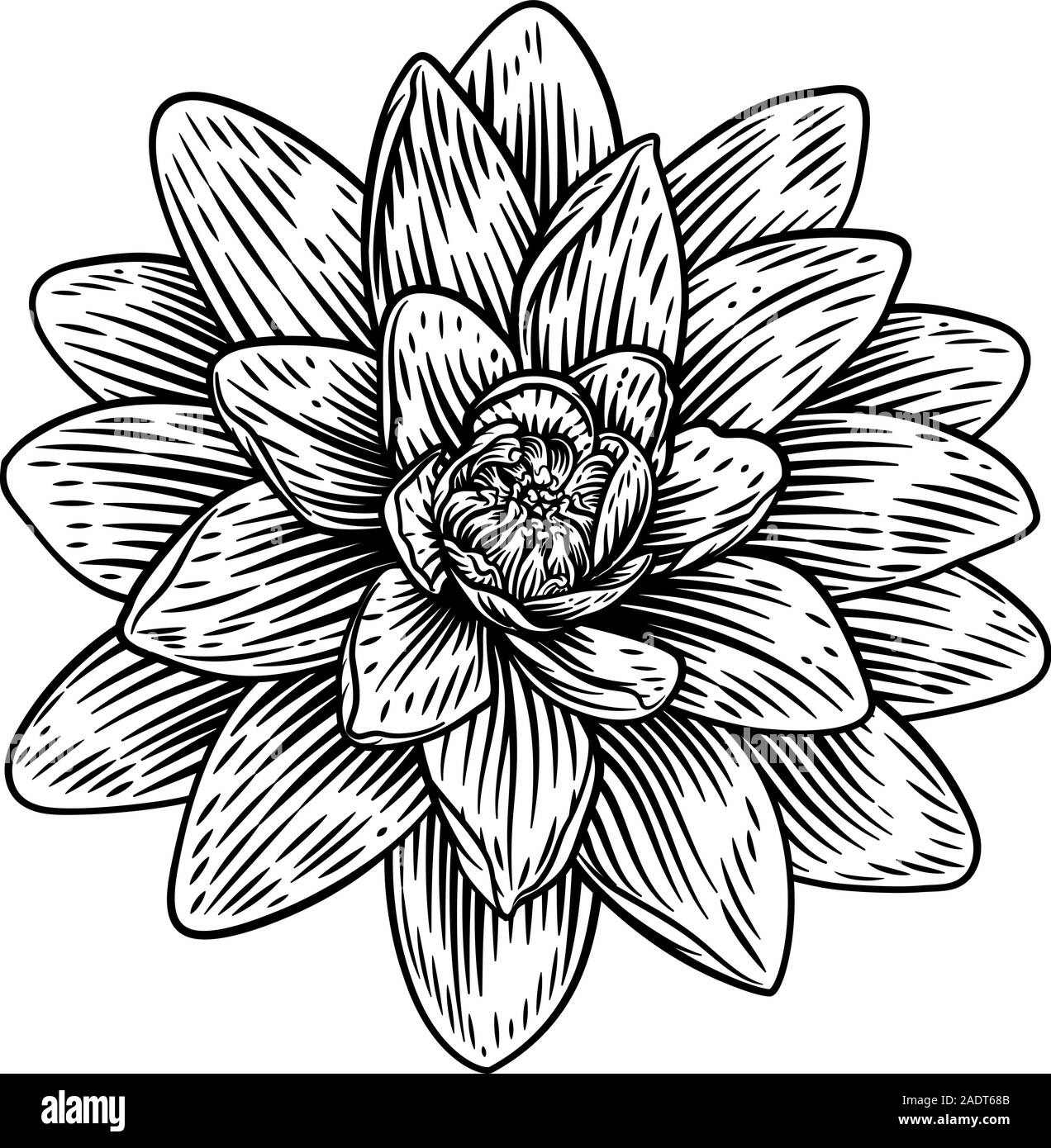 Fleur de Lotus gravure sur bois Gravure gravé Water Lilly Illustration de Vecteur
