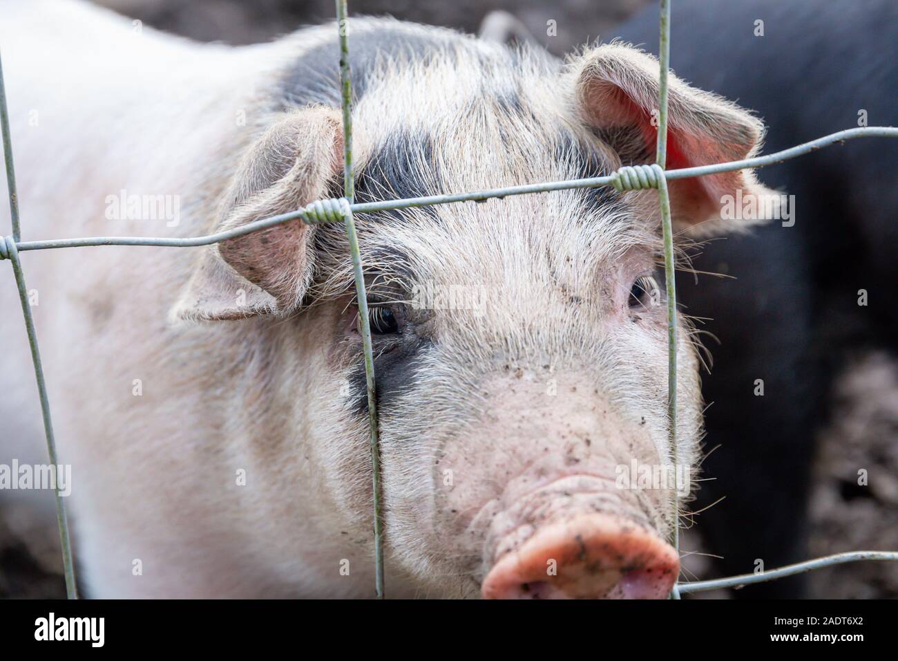 Les porcelets Saddleback, sus scrofa domesticus, derrière la clôture d'une porcherie Banque D'Images