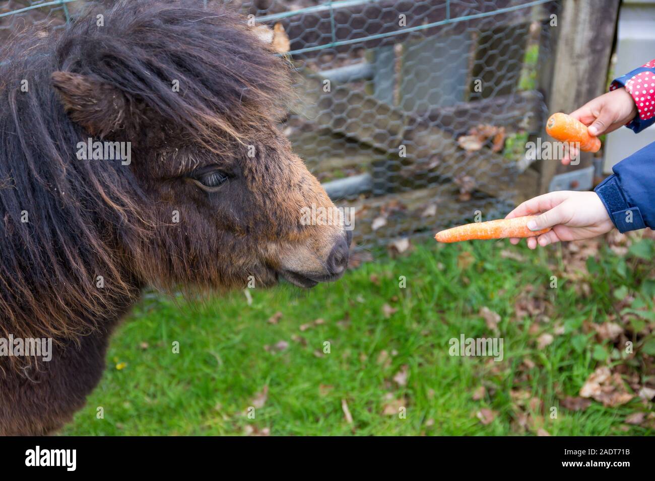 Poney Shetland, Equus caballus, alimenté une carotte à la main sur une ferme au Royaume-Uni Banque D'Images