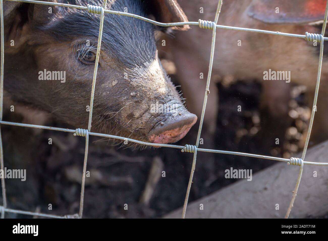 Les porcelets Saddleback, sus scrofa domesticus, derrière la clôture d'une porcherie Banque D'Images