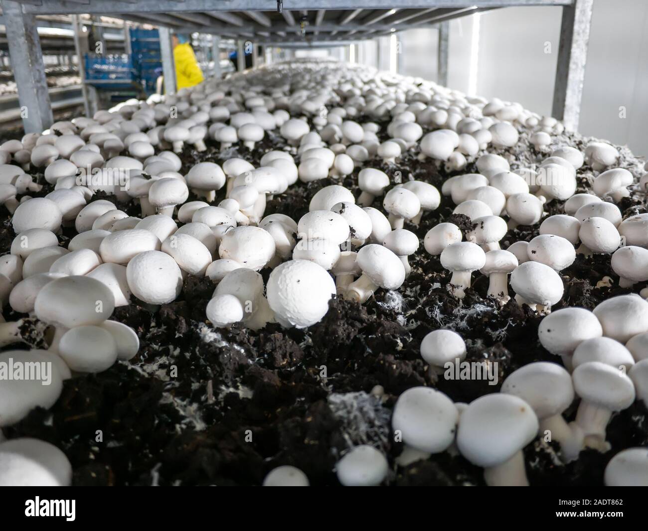 La culture industrielle moderne des champignons de Paris dans de grands  volumes Photo Stock - Alamy