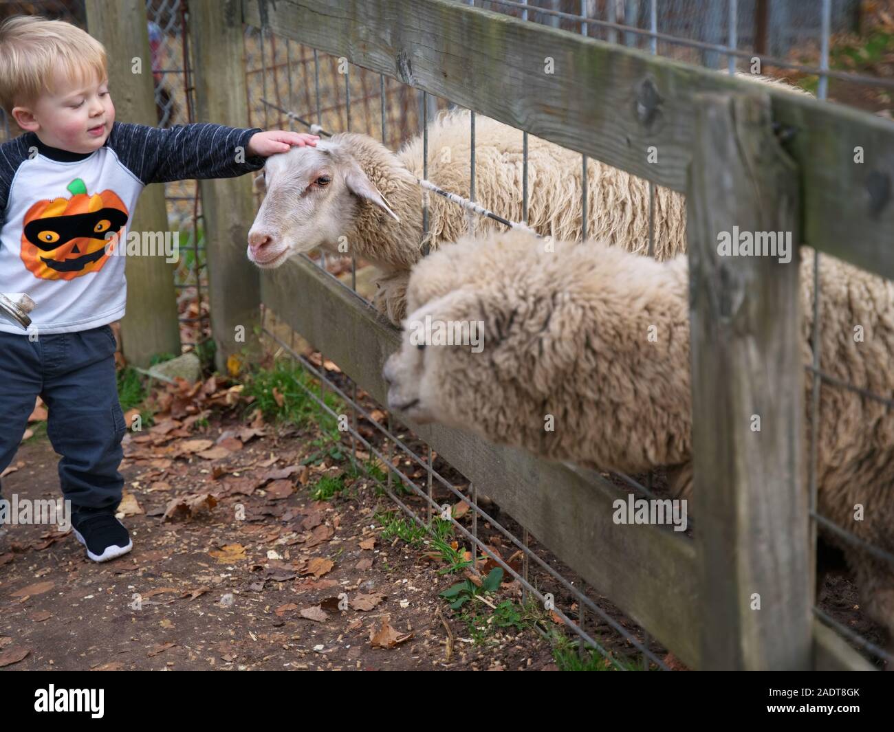 Glastonbury, CT USA. Oct 2019. Obtenir un bon mouton ferme pédagogique à partir d'un petit garçon. Banque D'Images