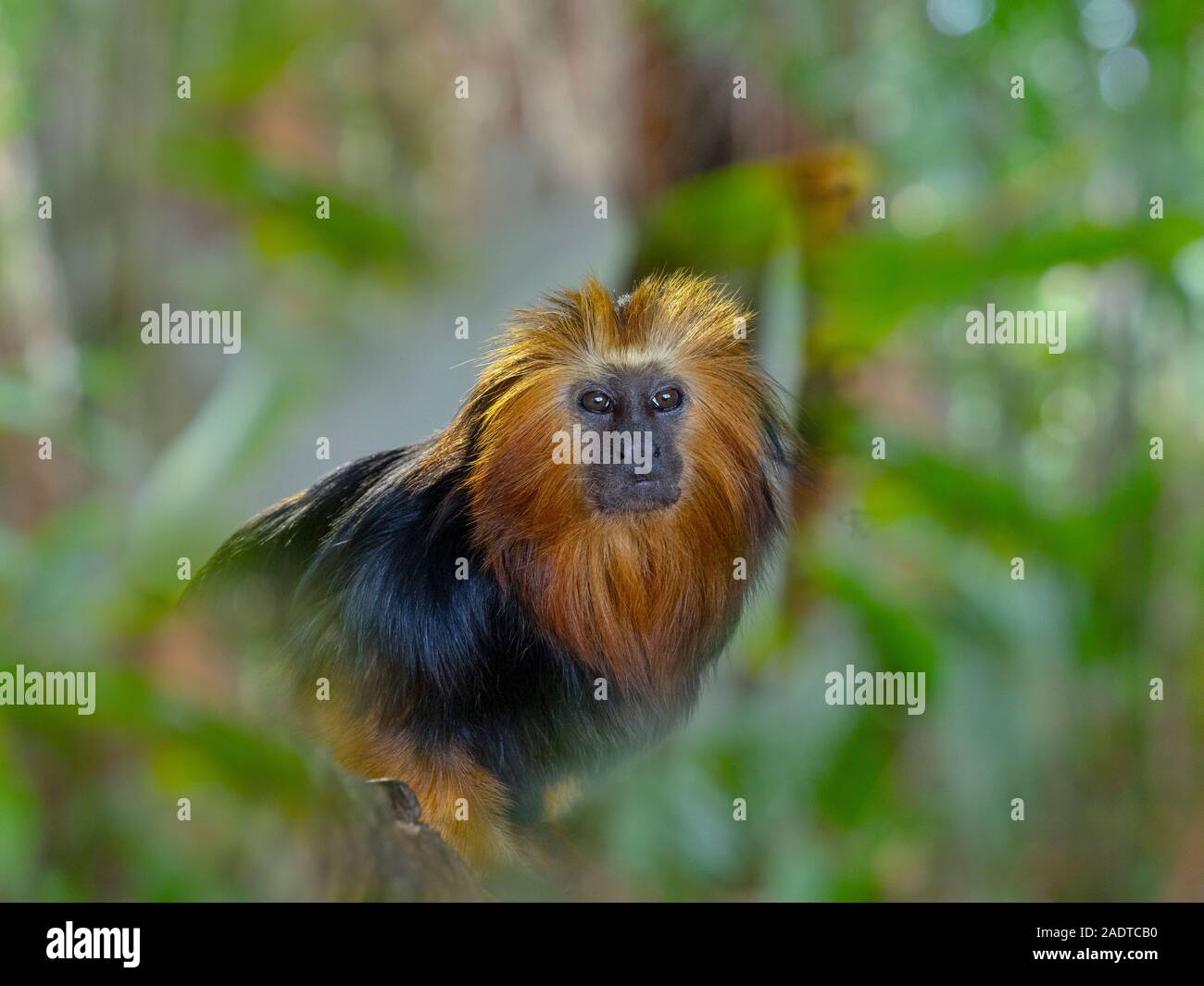 Golden Lion Tamarin à tête Leontopithecus chrysomelas portrait captif Banque D'Images