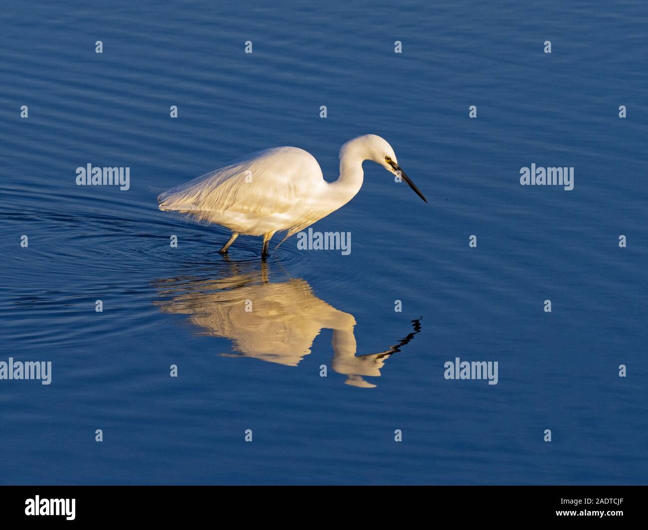 Little Egret Egretta garzetta sur la côte nord du Norfolk au Royaume-Uni Banque D'Images