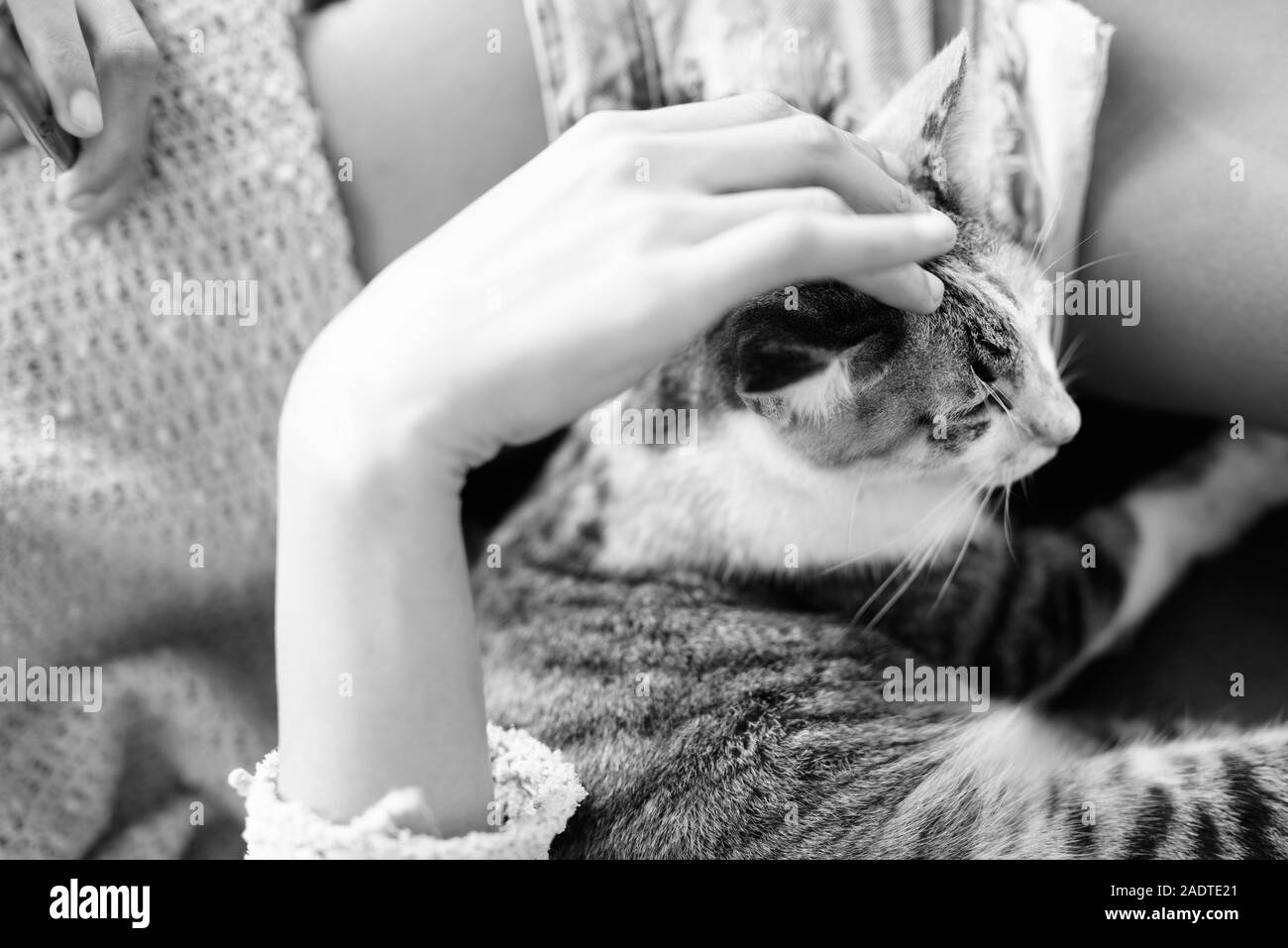 Cute Chat Calico étant caressé par Jeune Femme Banque D'Images