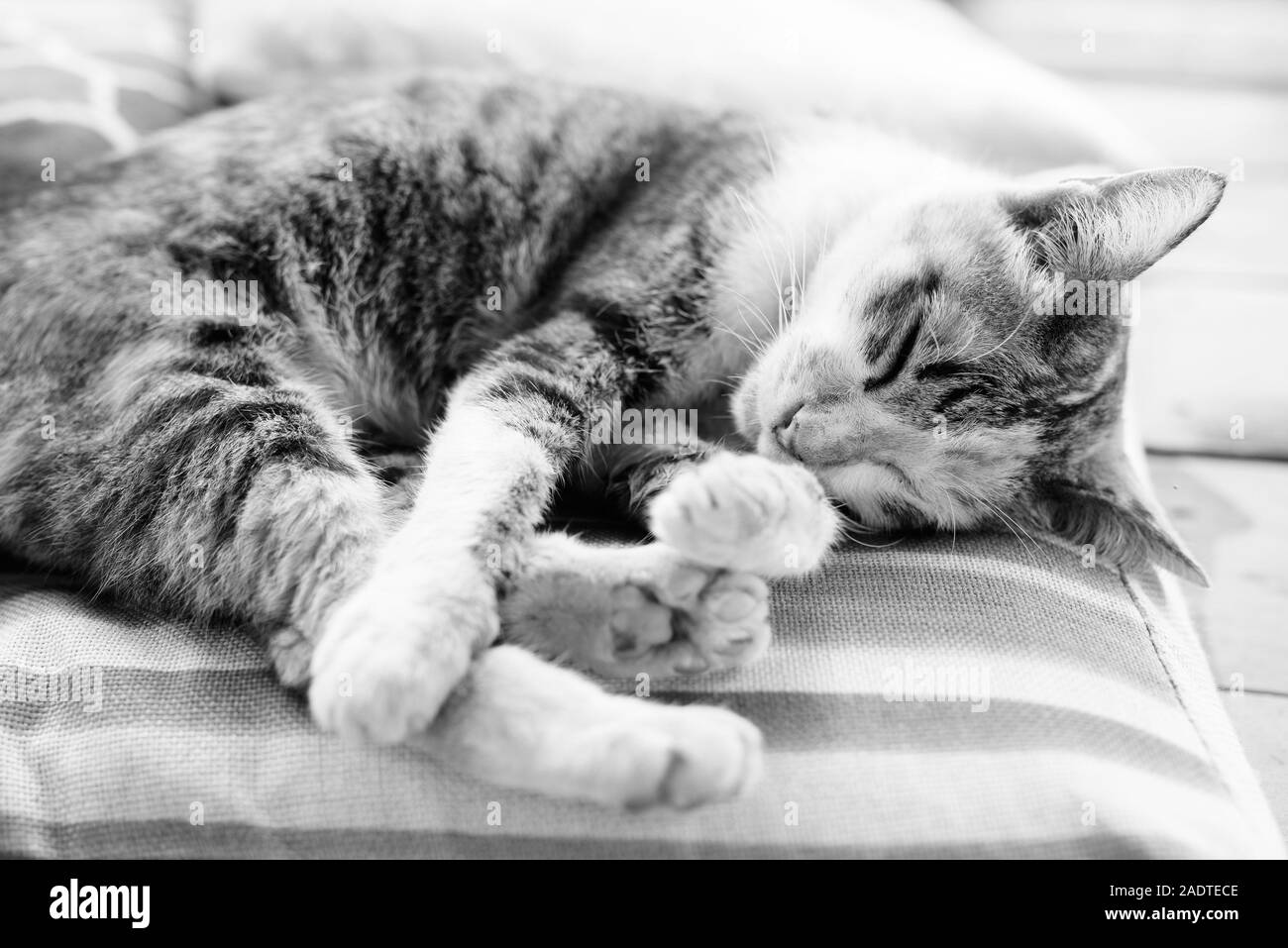 Cute Chat Calico dormant sur un oreiller Banque D'Images