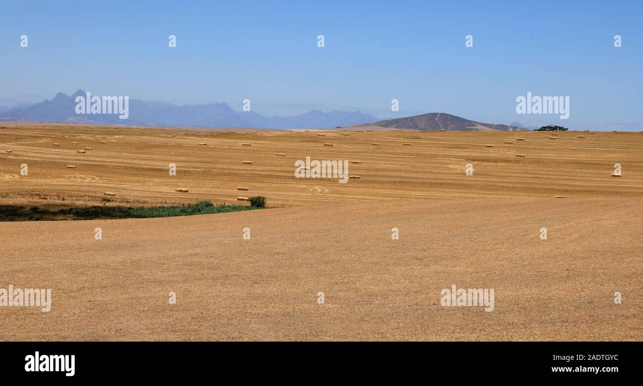Ferme dans la production de blé de la région de l'Orothamnus zeyheri. Province du Cap-Occidental en Afrique du Sud Banque D'Images Ferme dans la production de blé de la région de l'Orothamnus zeyheri. Province du Cap-Occidental en Afrique du Sud Banque D'Images