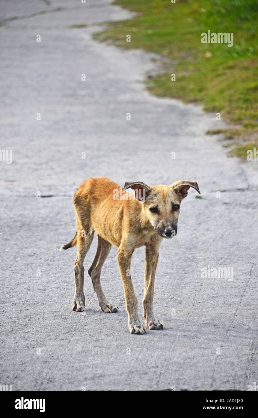 Un chien errant se trouve sur une rue à l'Atoll de Anaa, Polynésie Française Banque D'Images