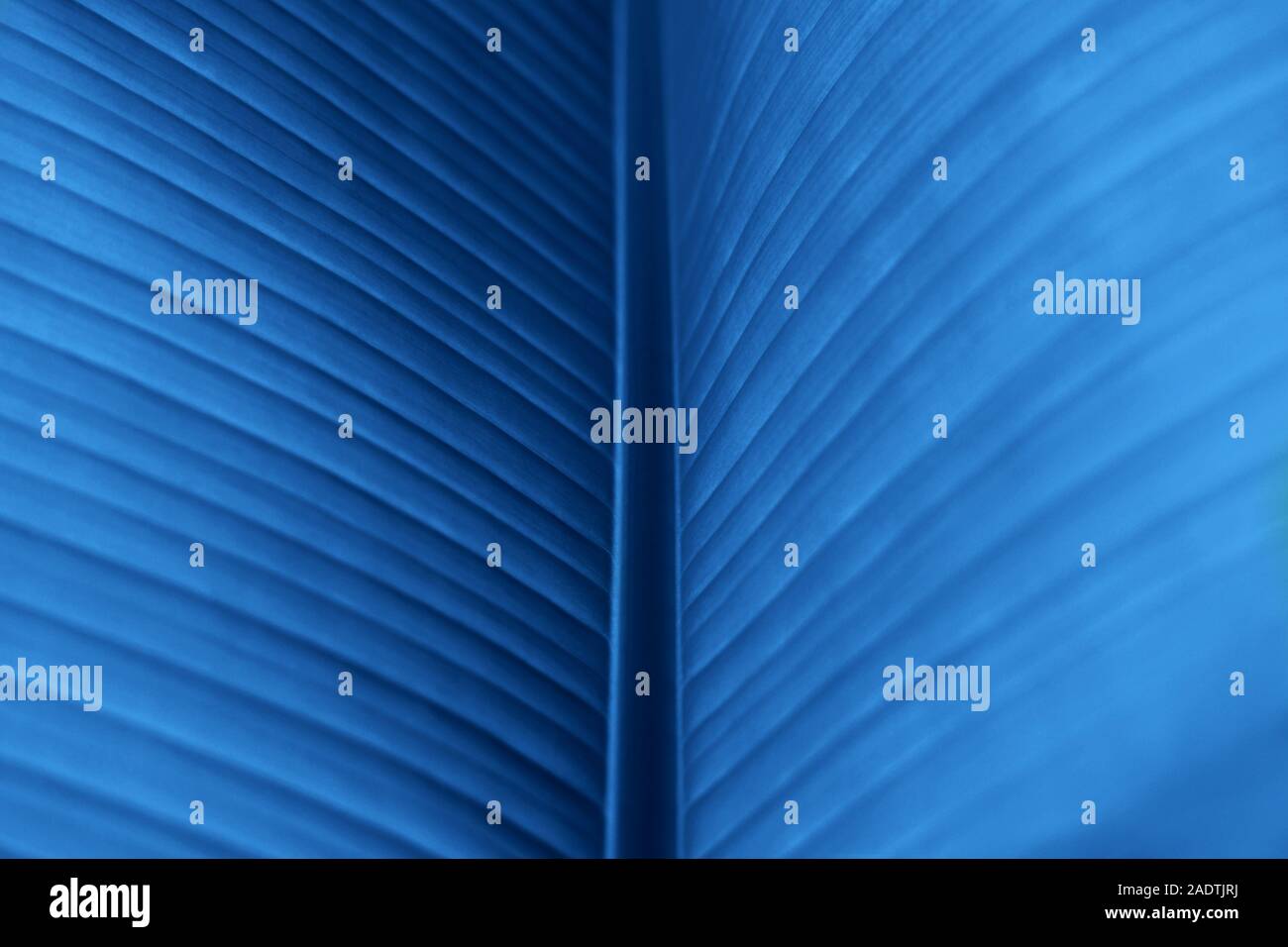 Macro photo de feuille de banane fraîche. La nature concept exotiques. Banque D'Images