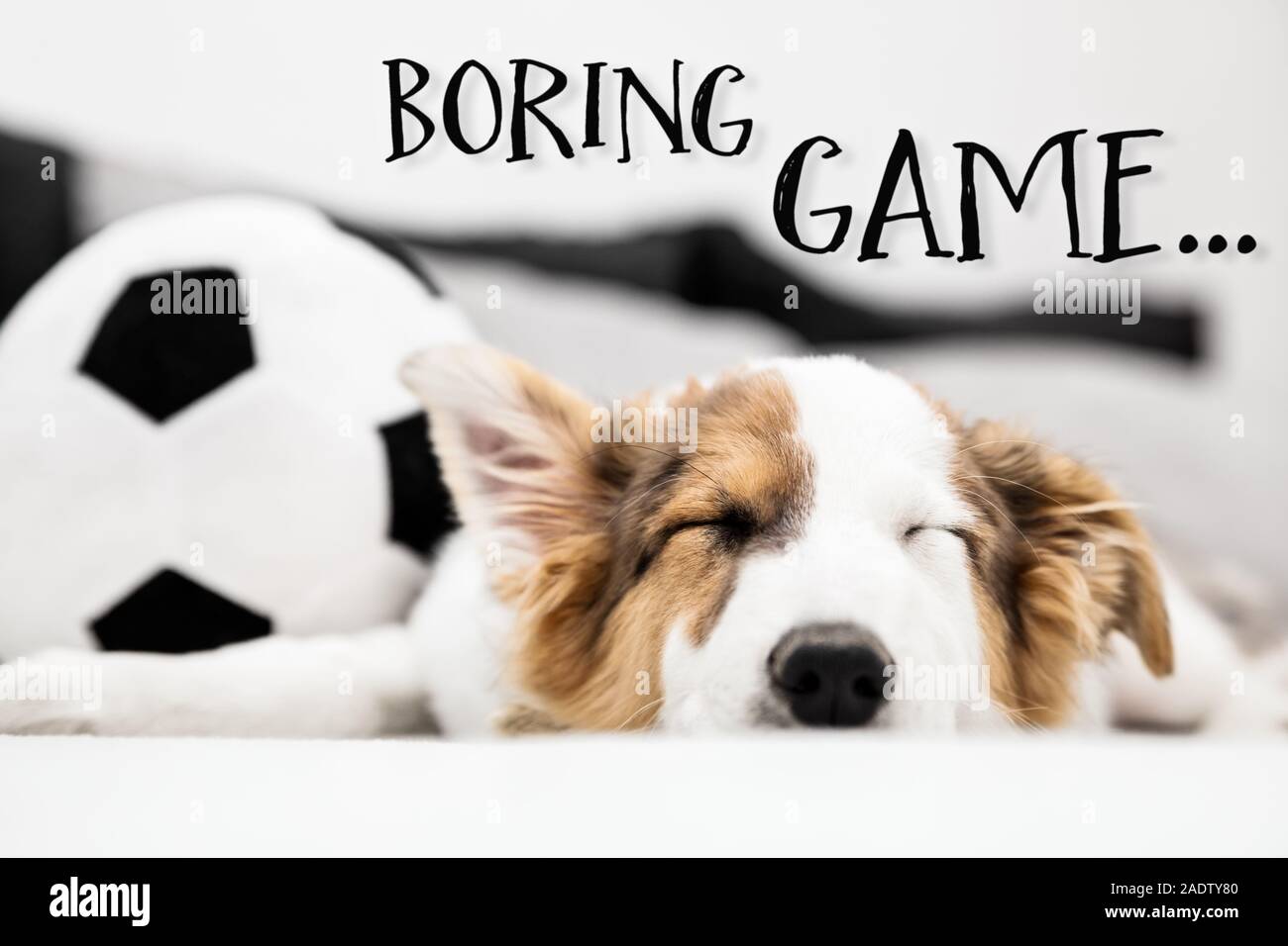 Chien chiot dormir sur la table, football en arrière-plan, texte anglais jeu ennuyeux Banque D'Images