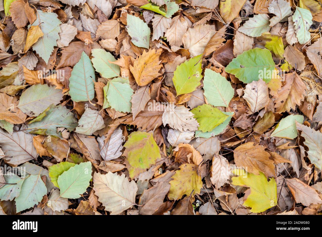 Feuilles de bouleau (Betula rivière nigra) sur le sol, Automne, Minnesota, USA, par Dominique Braud/Dembinsky Assoc Photo Banque D'Images