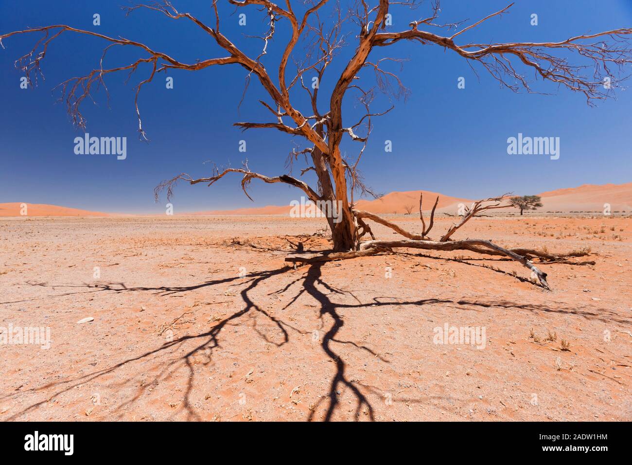 Arbre mort à Dune 45, près de Sesriem, désert Namib, Parc national Namib-Naukluft, Namibie, Afrique australe, Afrique Banque D'Images