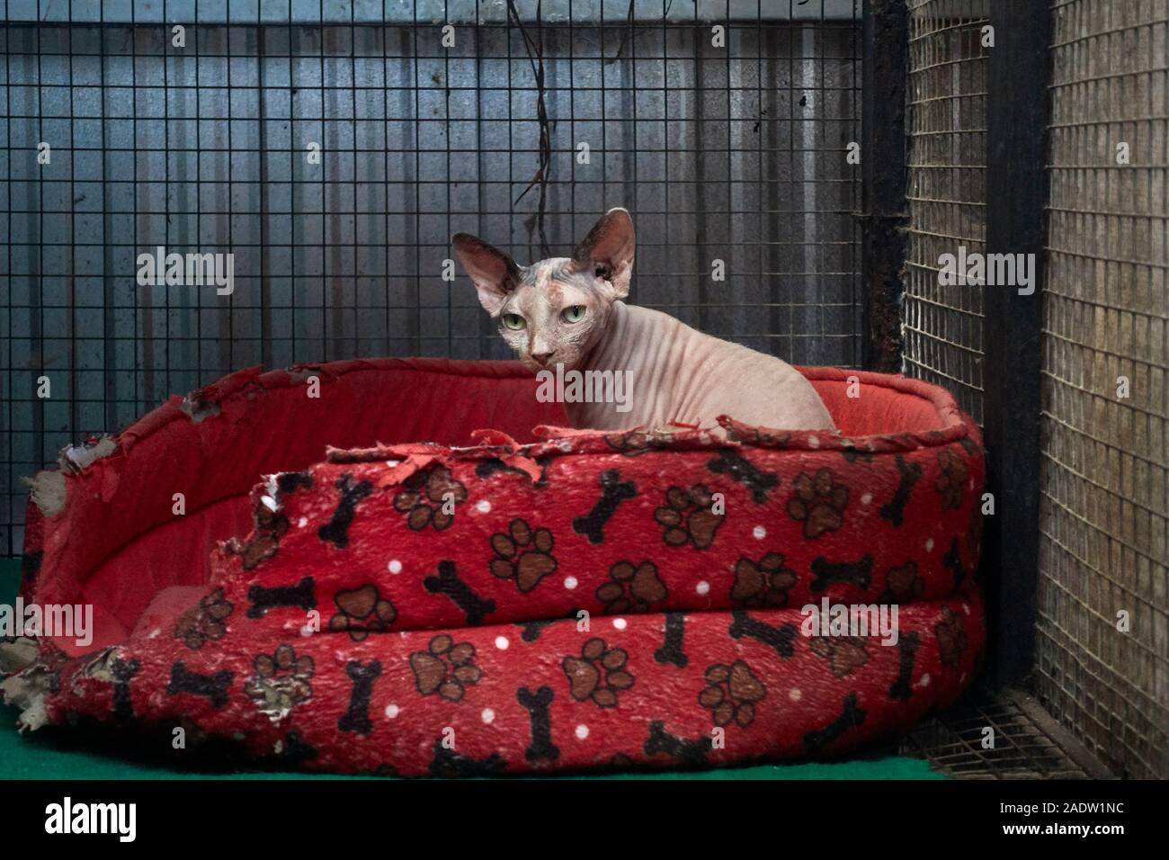 Chat Sphynx. Chat sans poils Banque D'Images
