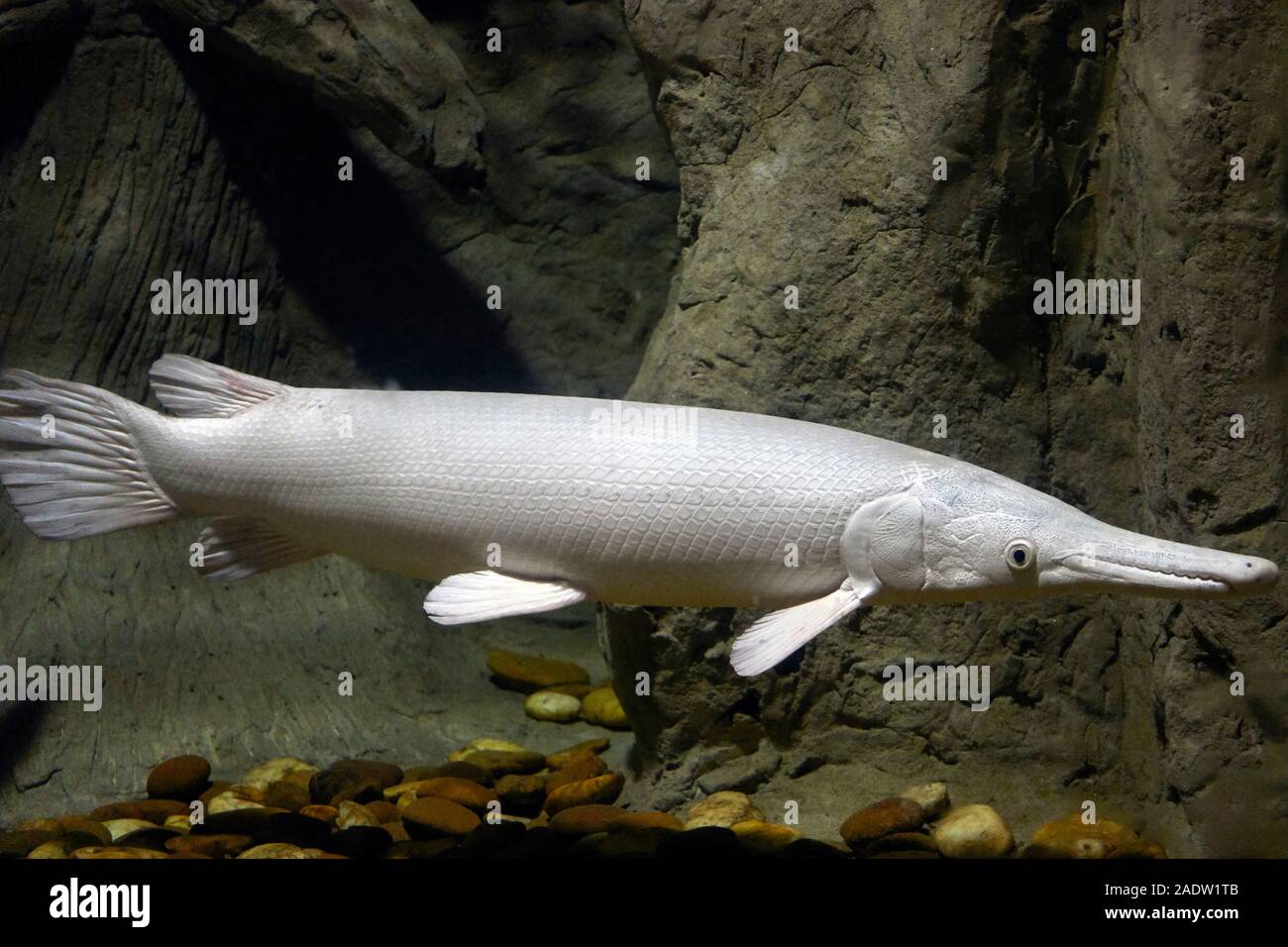 Le poisson Alligator Gar Photo Stock Alamy