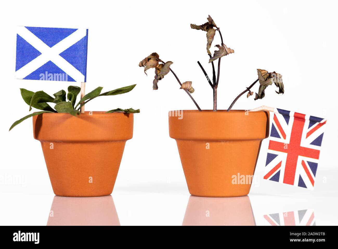 Pot de fleurs avec des drapeaux, des différents impacts de la concept brexit pour l'Écosse, la Grande-Bretagne et l'Europe ou de l'Union européenne Banque D'Images