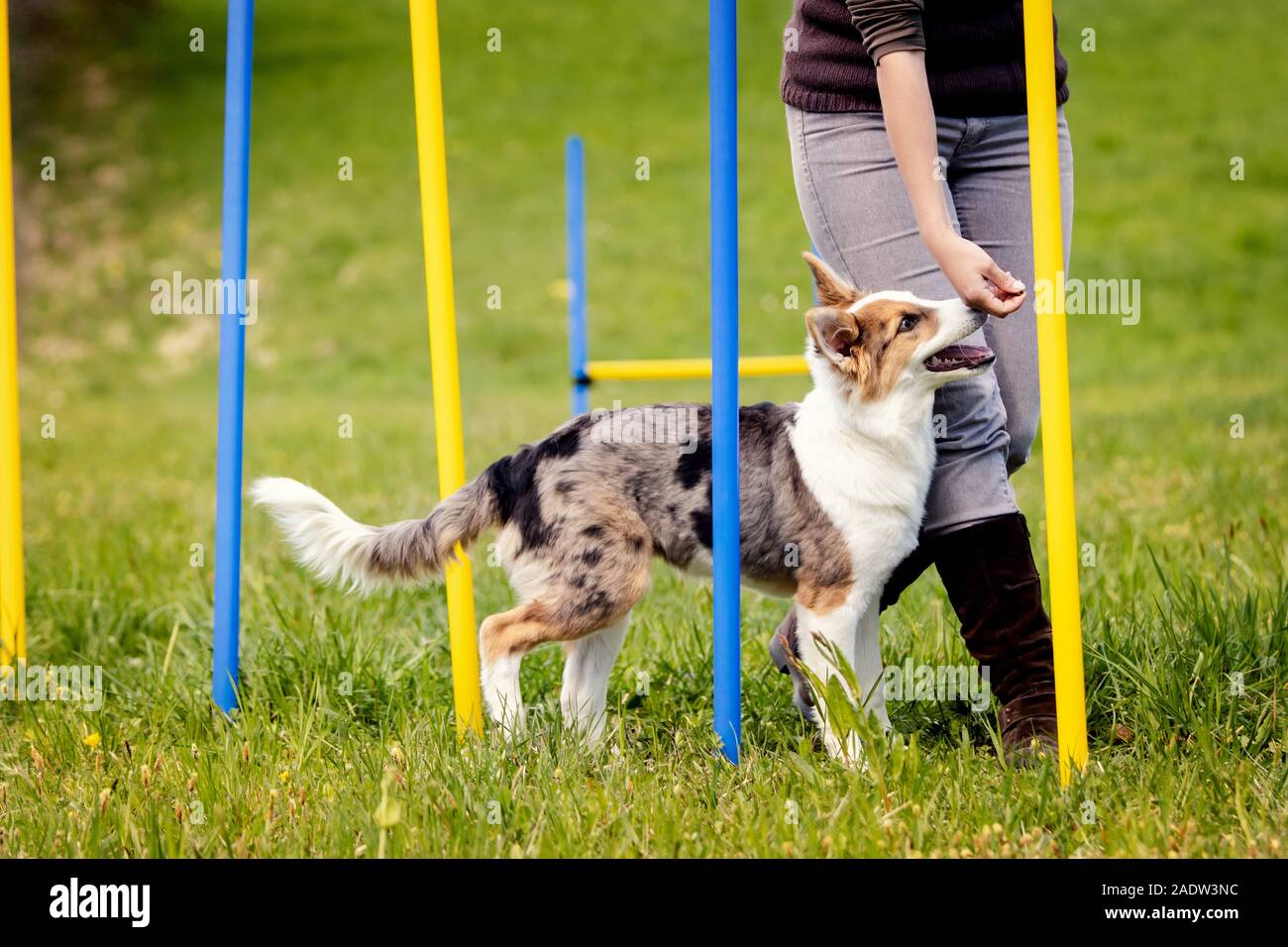 Apprentissage chien chiot mignon avec weave poles, agilité former pour plus d'activité et la concentration Banque D'Images