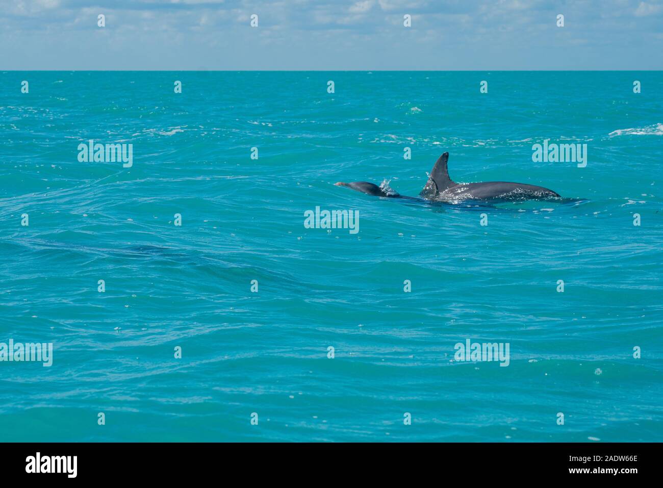 Nage avec les dauphins dans la magnifique mer bleue des caraïbes au kaan sian Banque D'Images