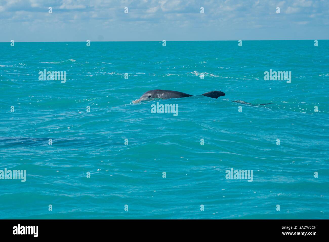 Nage avec les dauphins dans la magnifique mer bleue des caraïbes au kaan sian Banque D'Images