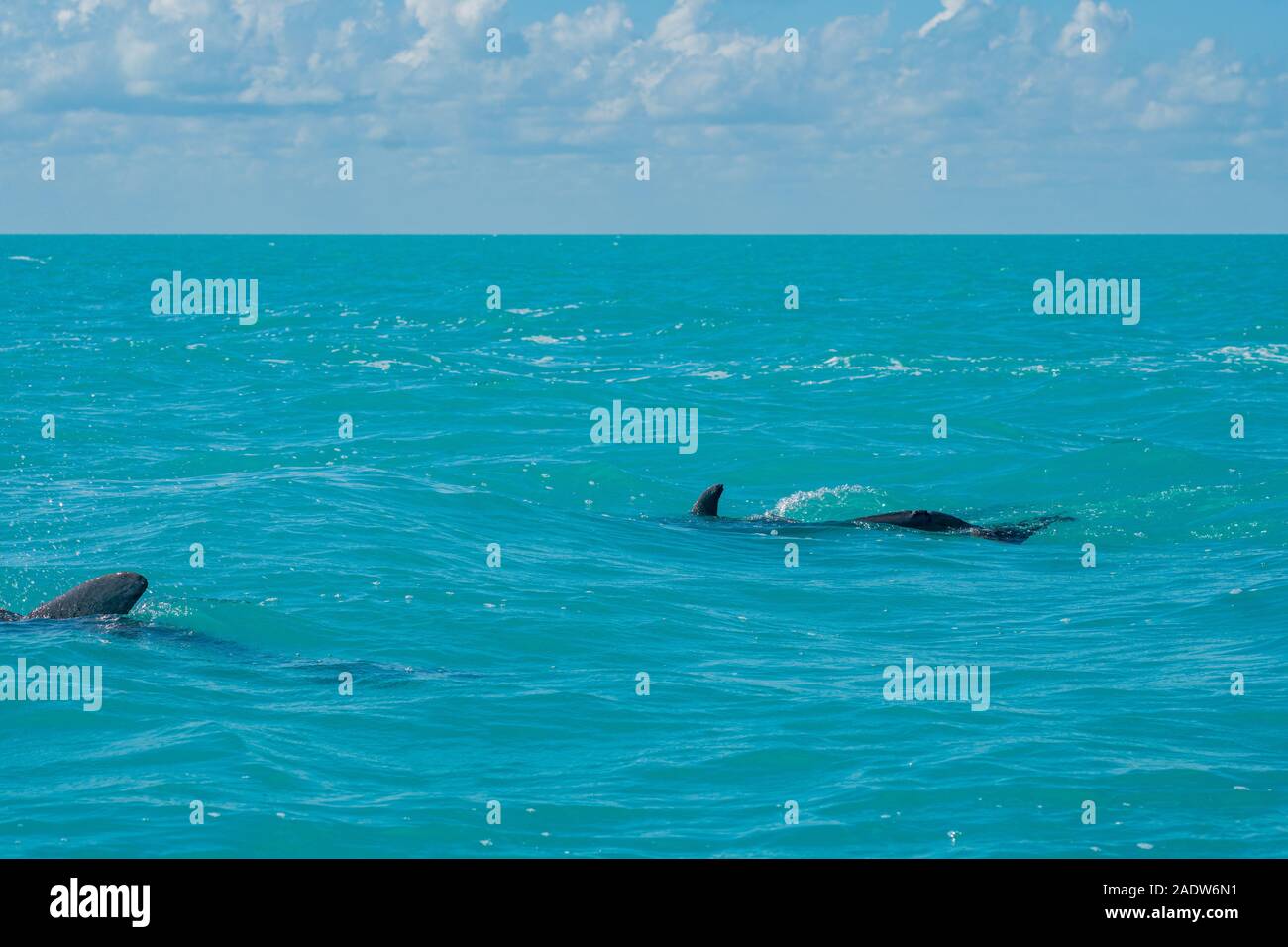 Nage avec les dauphins dans la magnifique mer bleue des caraïbes au kaan sian Banque D'Images