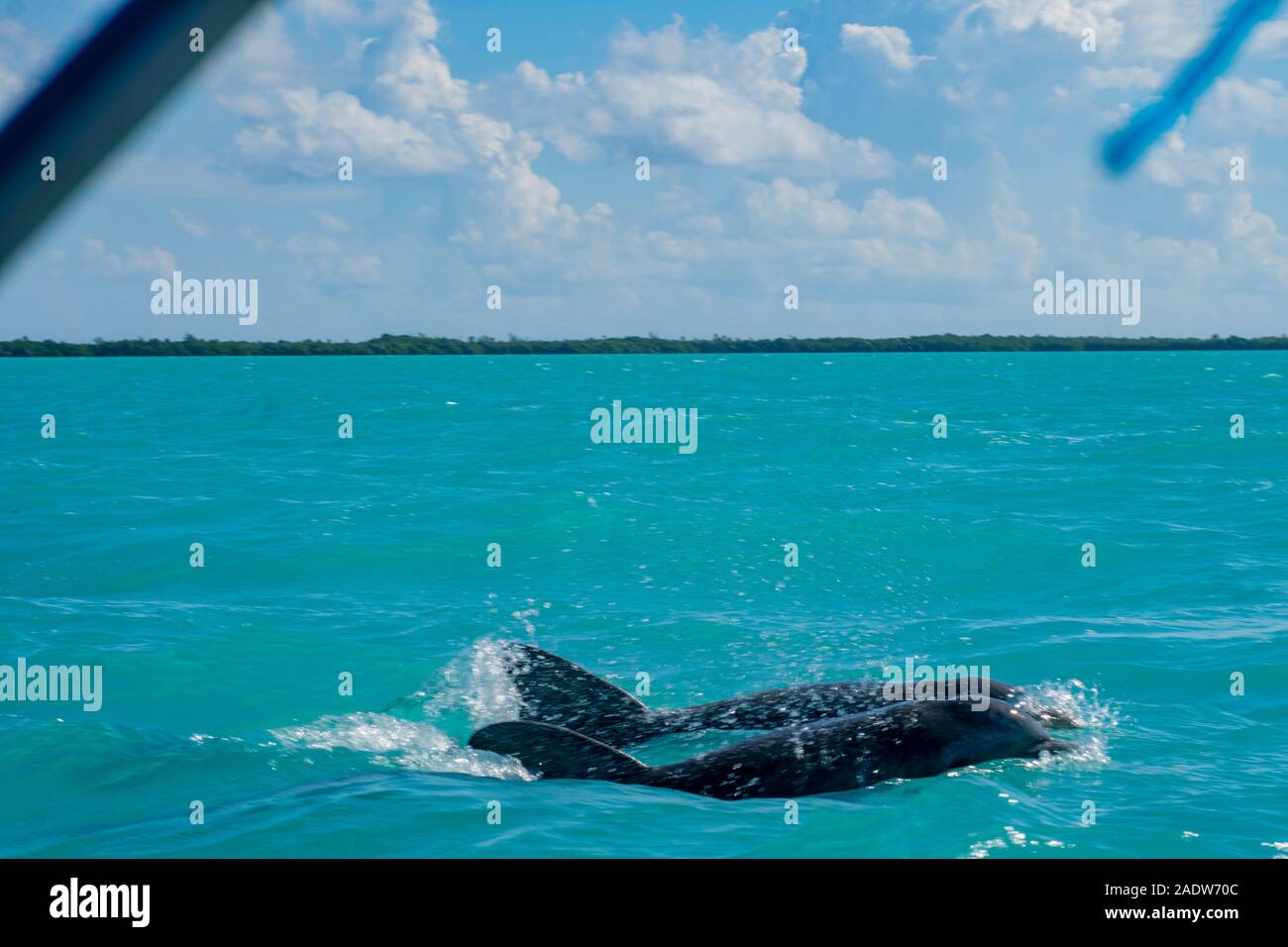 Deux dauphins nager à côté de l'autre dans la mer des Caraïbes Banque D'Images