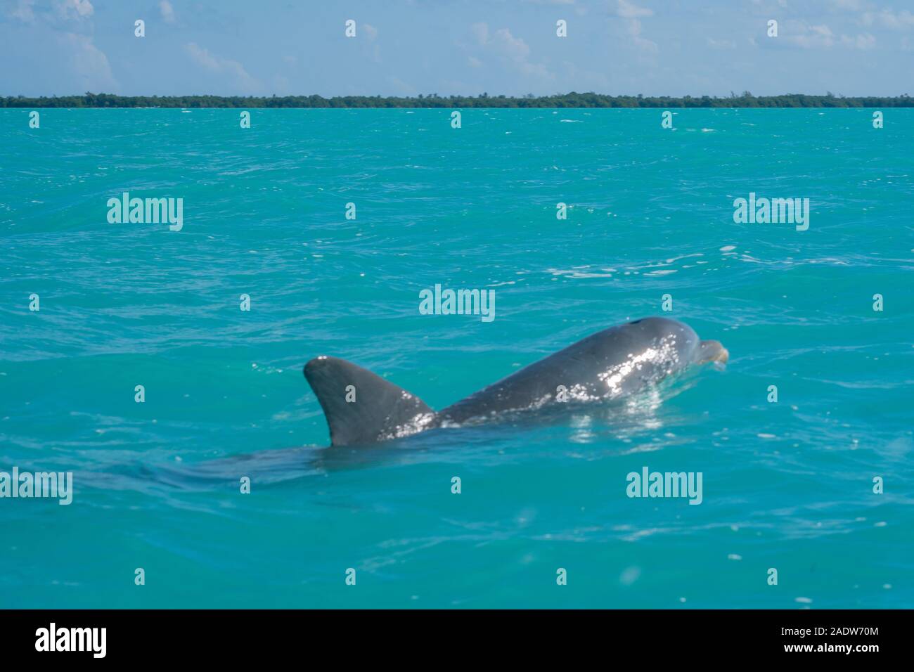 Nage avec les dauphins dans la magnifique mer bleue des caraïbes au kaan sian Banque D'Images