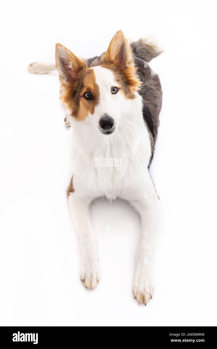 Chiot mignon est posée sur le sol, à la recherche de l'afficheur, fond blanc Banque D'Images