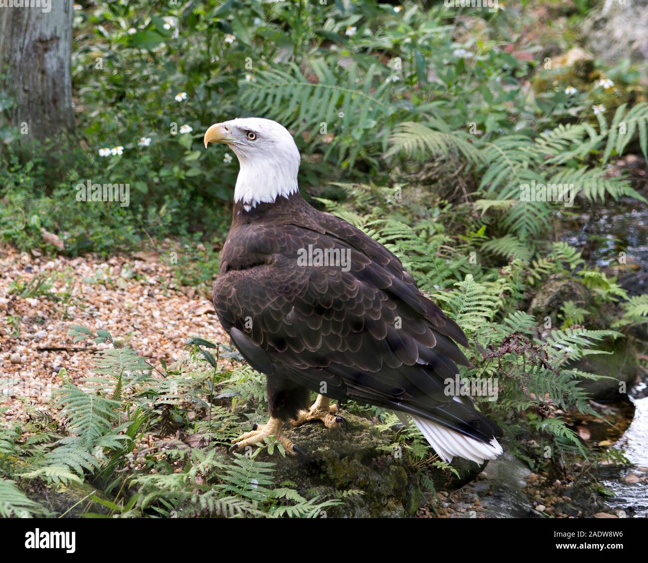 Bald Eagle bird close-up Vue de profil entourée par le feuillage et fleurs fond, affichant son corps, tête, yeux, bec, serres, plumage. Profi côté Banque D'Images